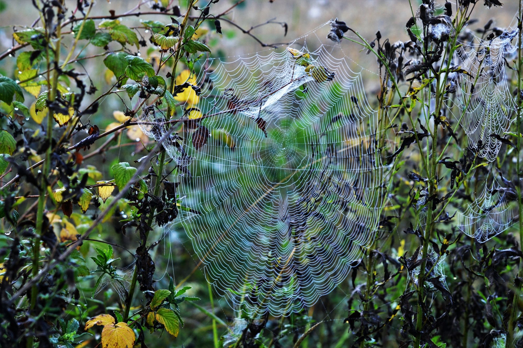Valokuvaaja: satu välimaa