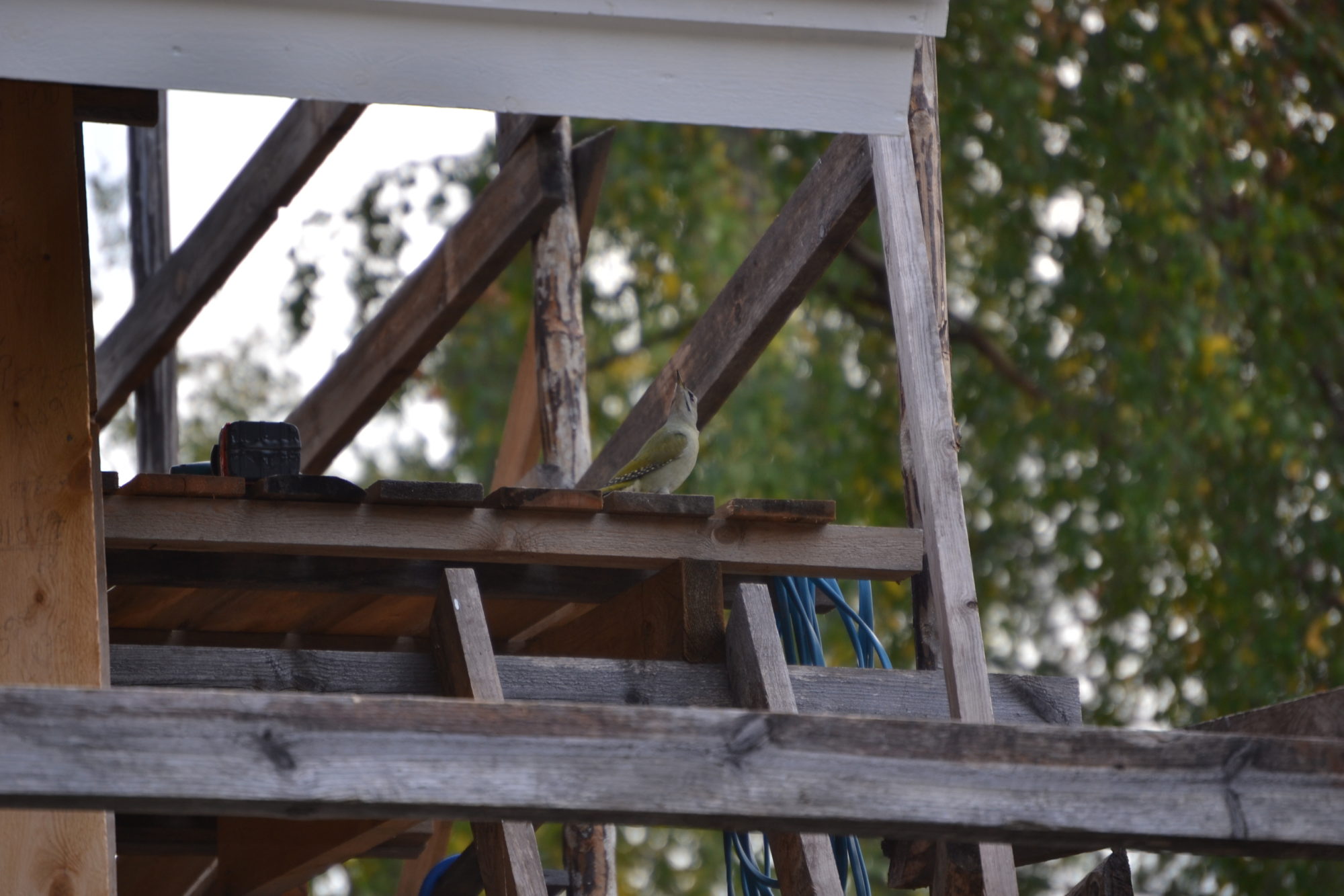 Valokuvaaja: Pekka Niemi