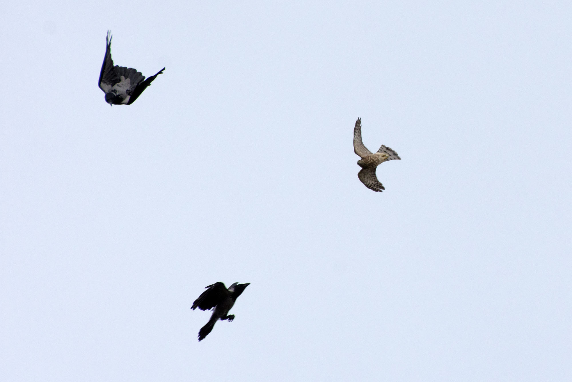 Valokuvaaja: Paavo Siukonen