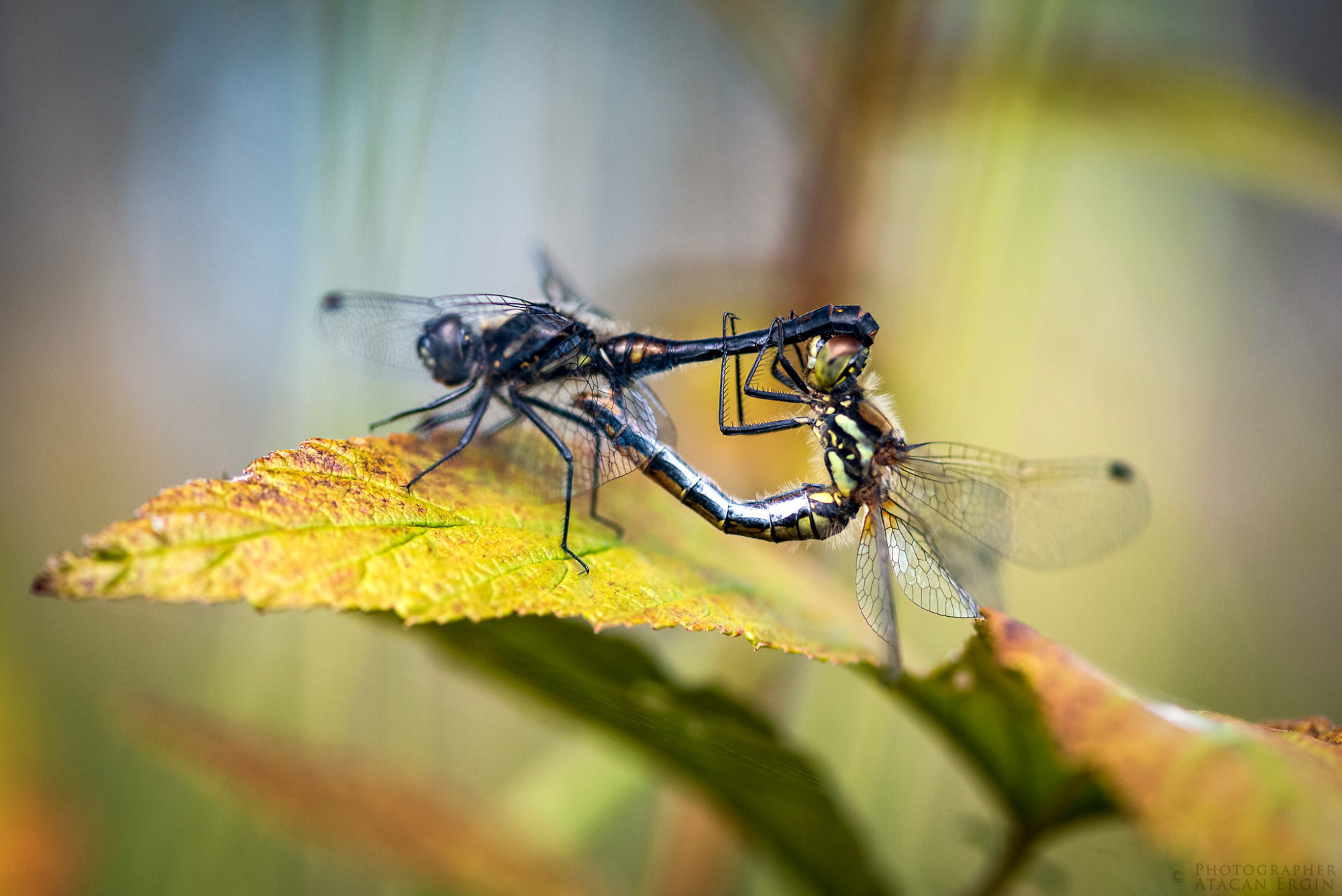 Valokuvaaja: Atacan Ergin