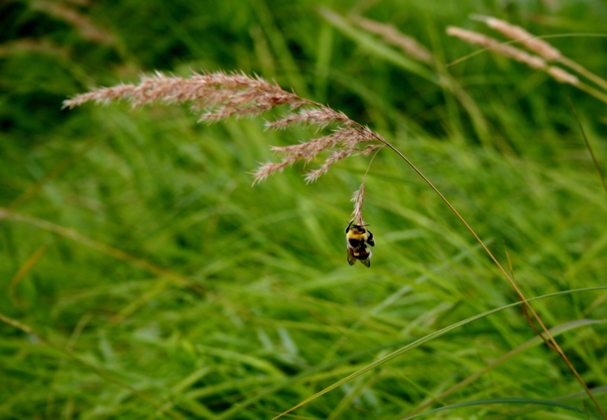 Valokuvaaja: Pirkko Siukonen