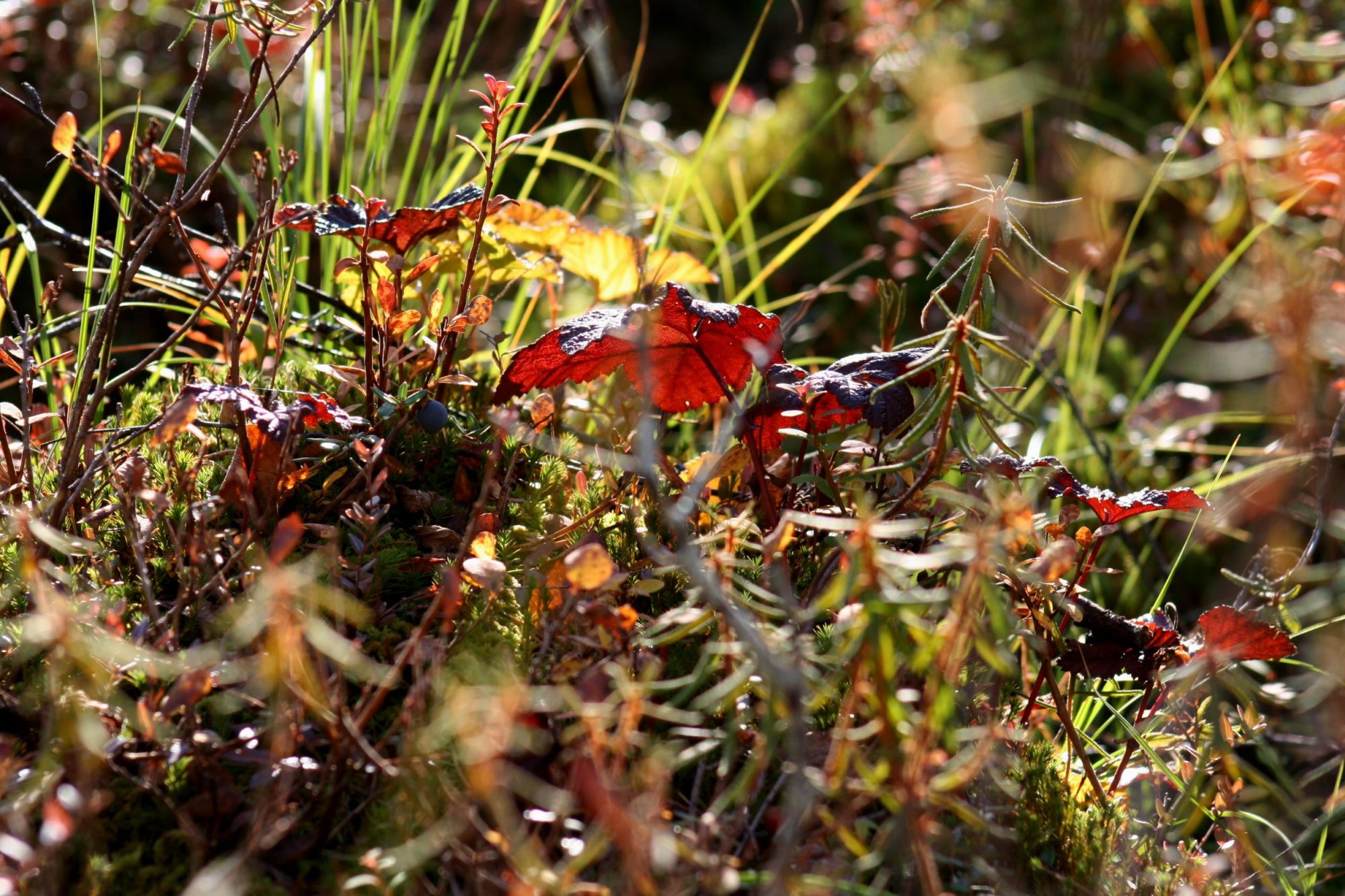 Valokuvaaja: Pirkko Siukonen
