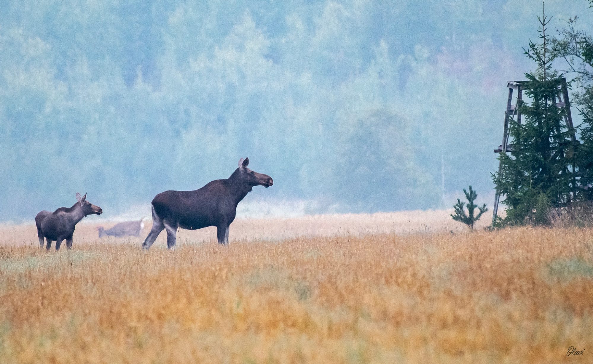 Valokuvaaja: Olavi Kangas Valokuvaaja: Olavi Kangas