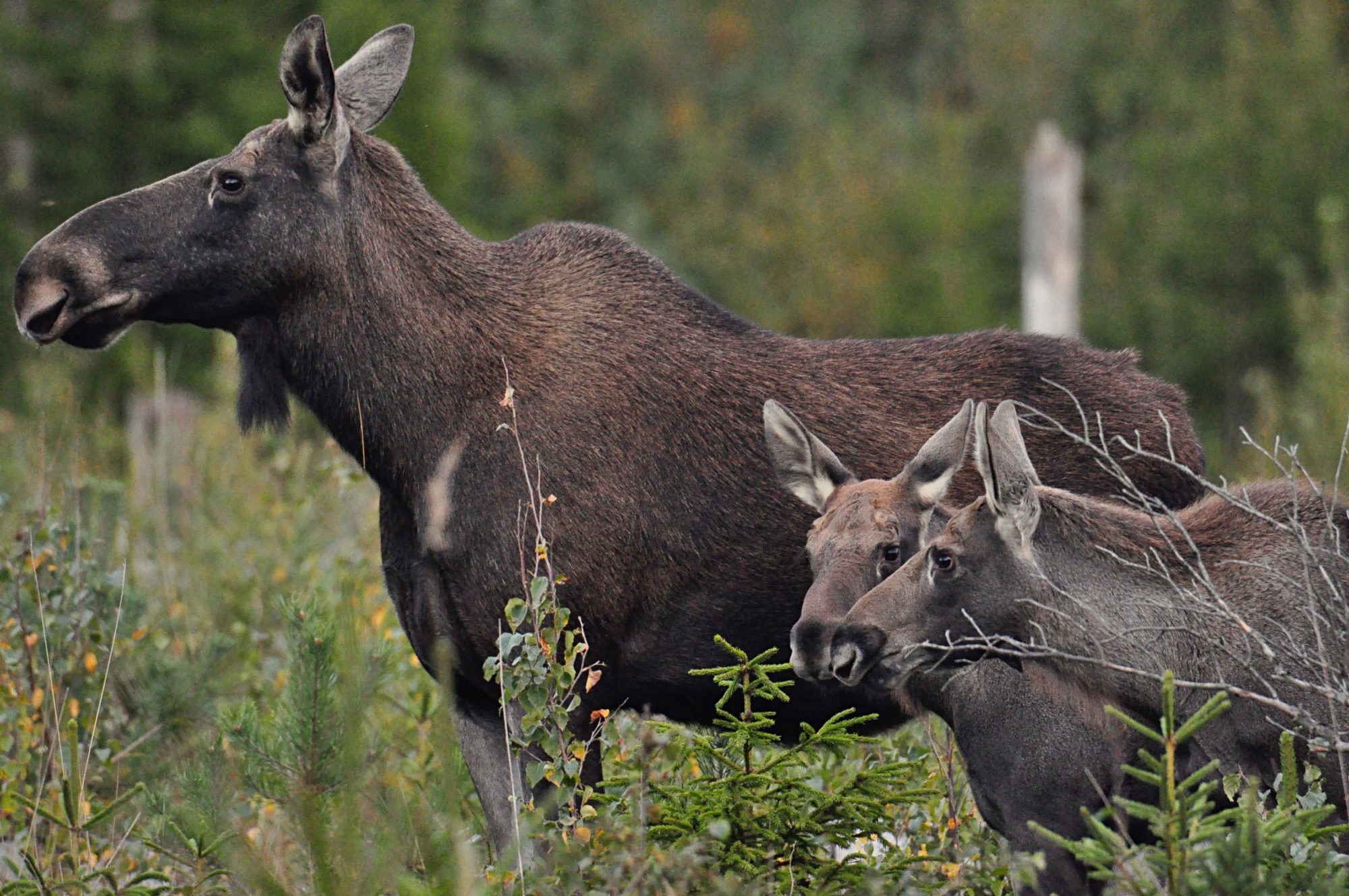 Valokuvaaja: Jenni Merilä