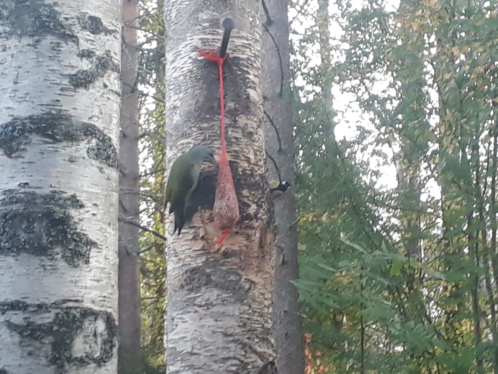 Valokuvaaja: Silja Laitinen