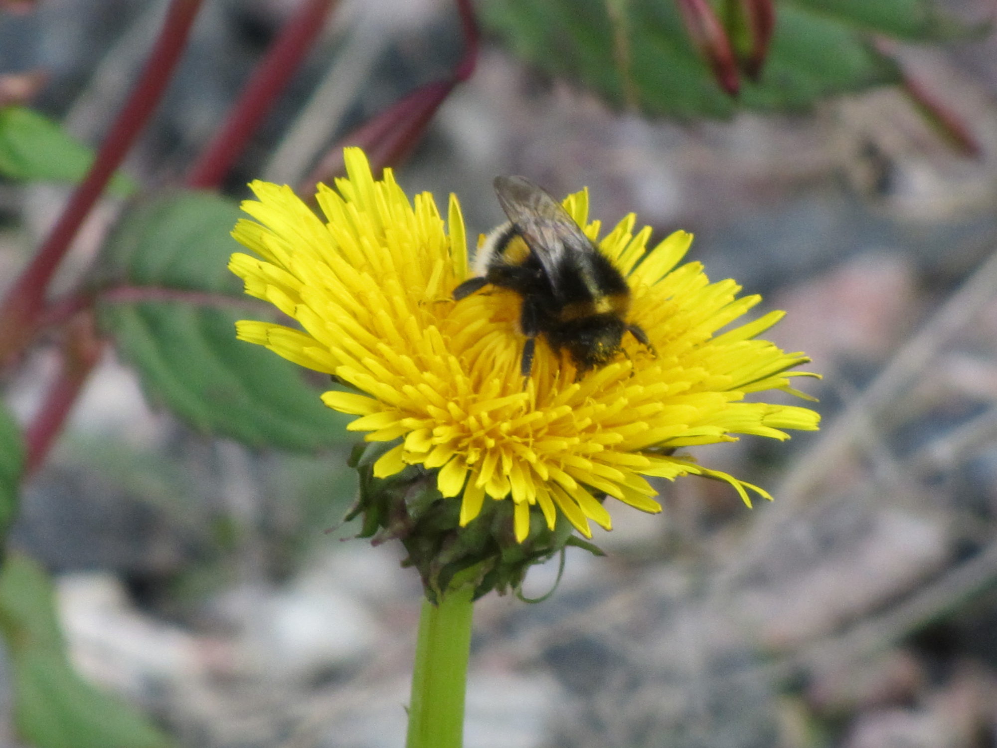 Valokuvaaja: Risto Kangassalo