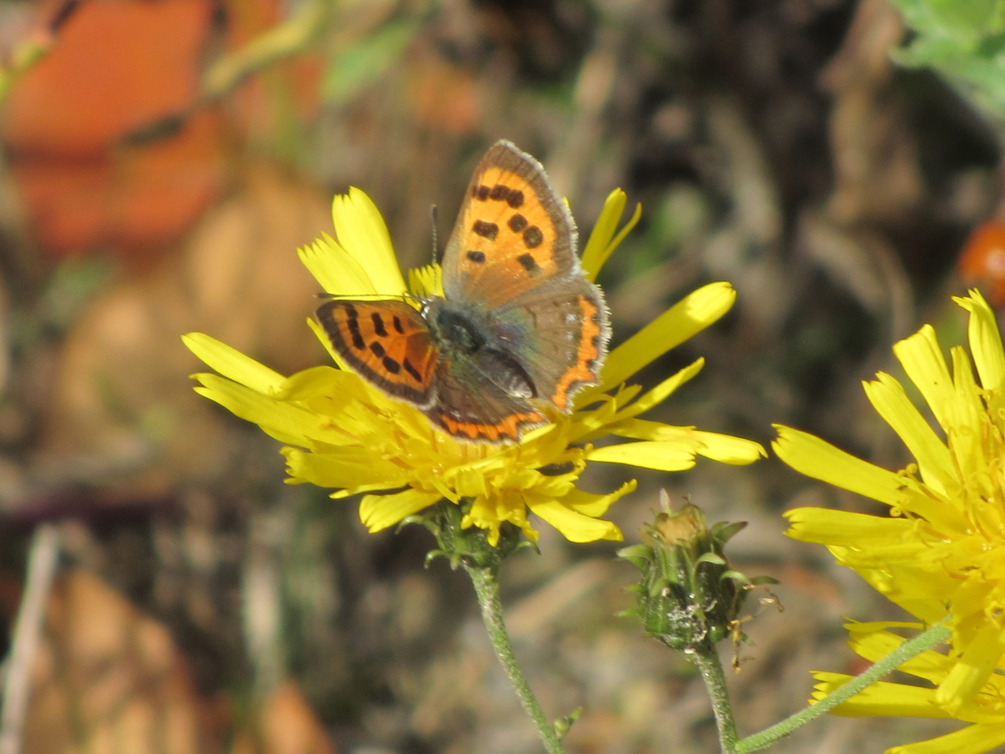 Valokuvaaja: Risto Kangassalo Valokuvaaja: Risto Kangassalo