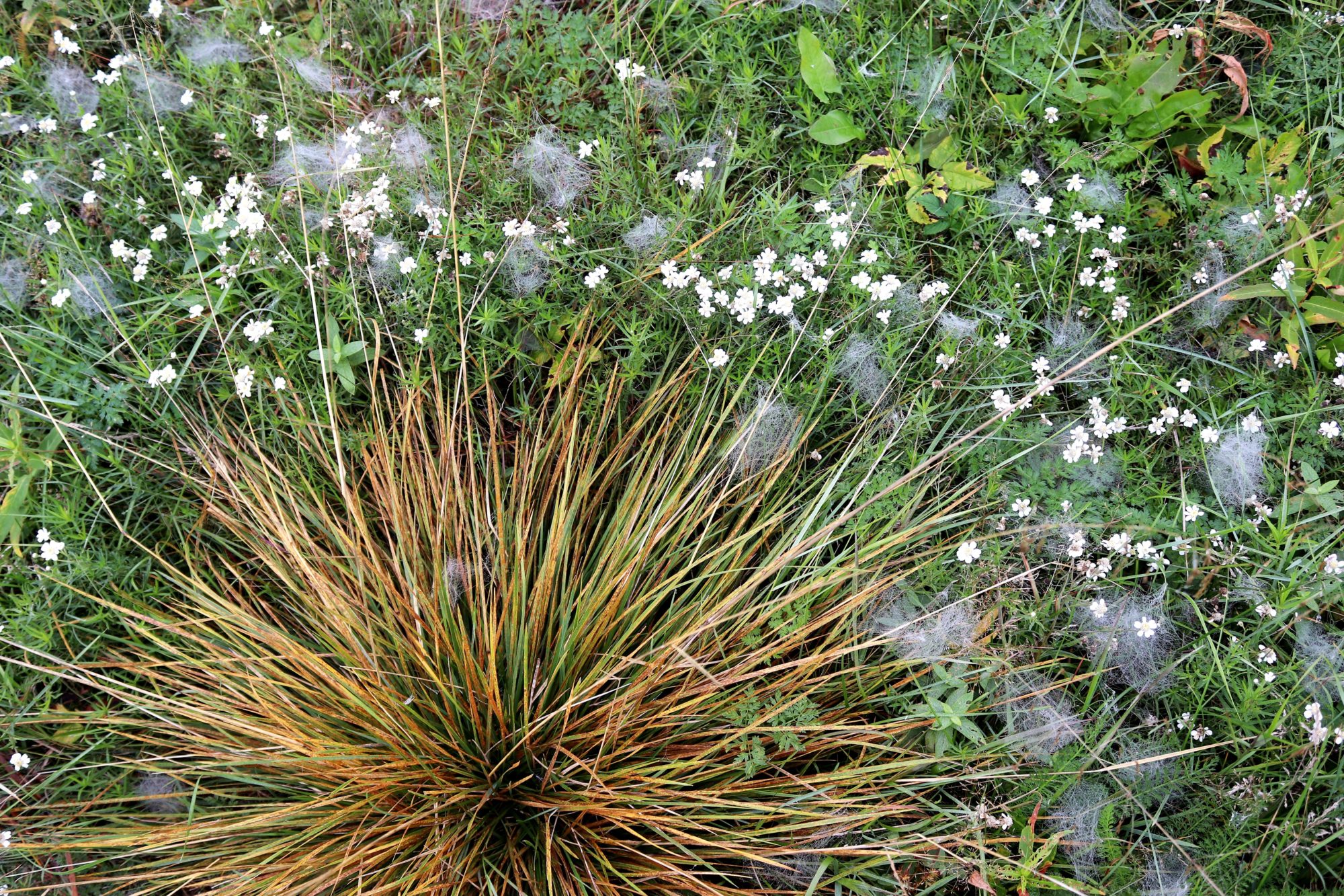 Valokuvaaja: Irja Lehtinen