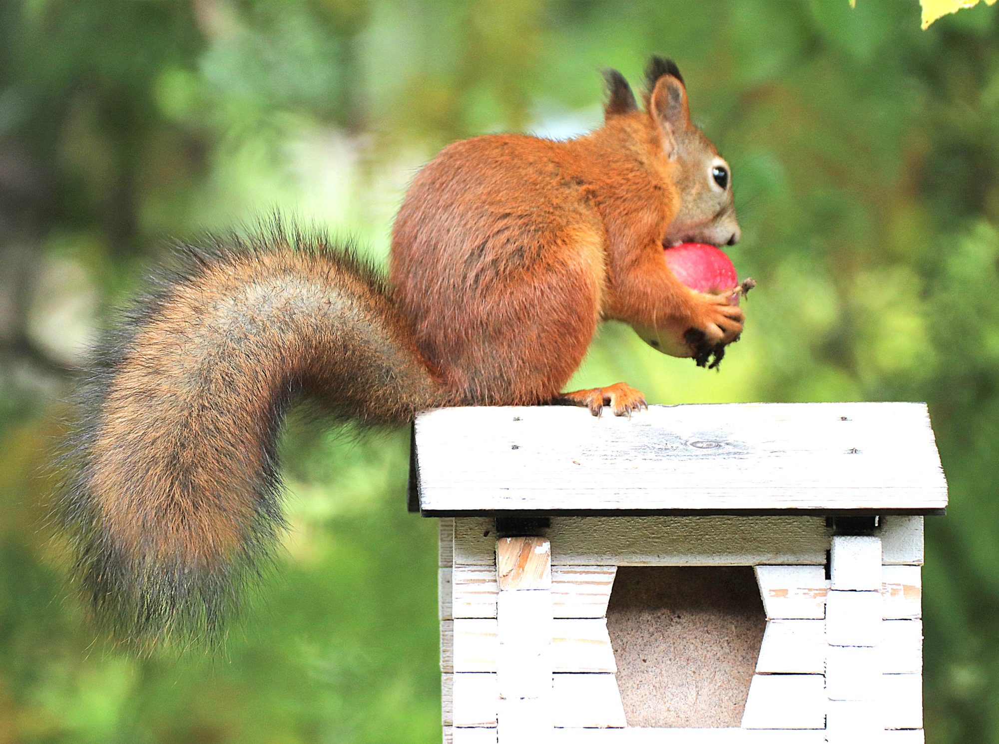 Valokuvaaja: Irja Lehtinen