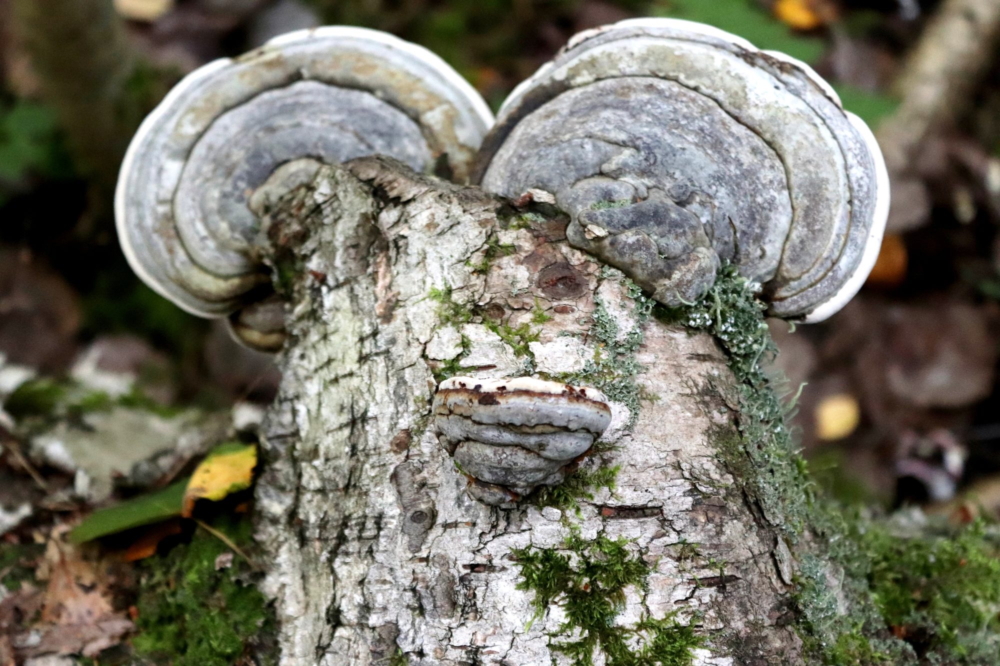 Valokuvaaja: Irja Lehtinen