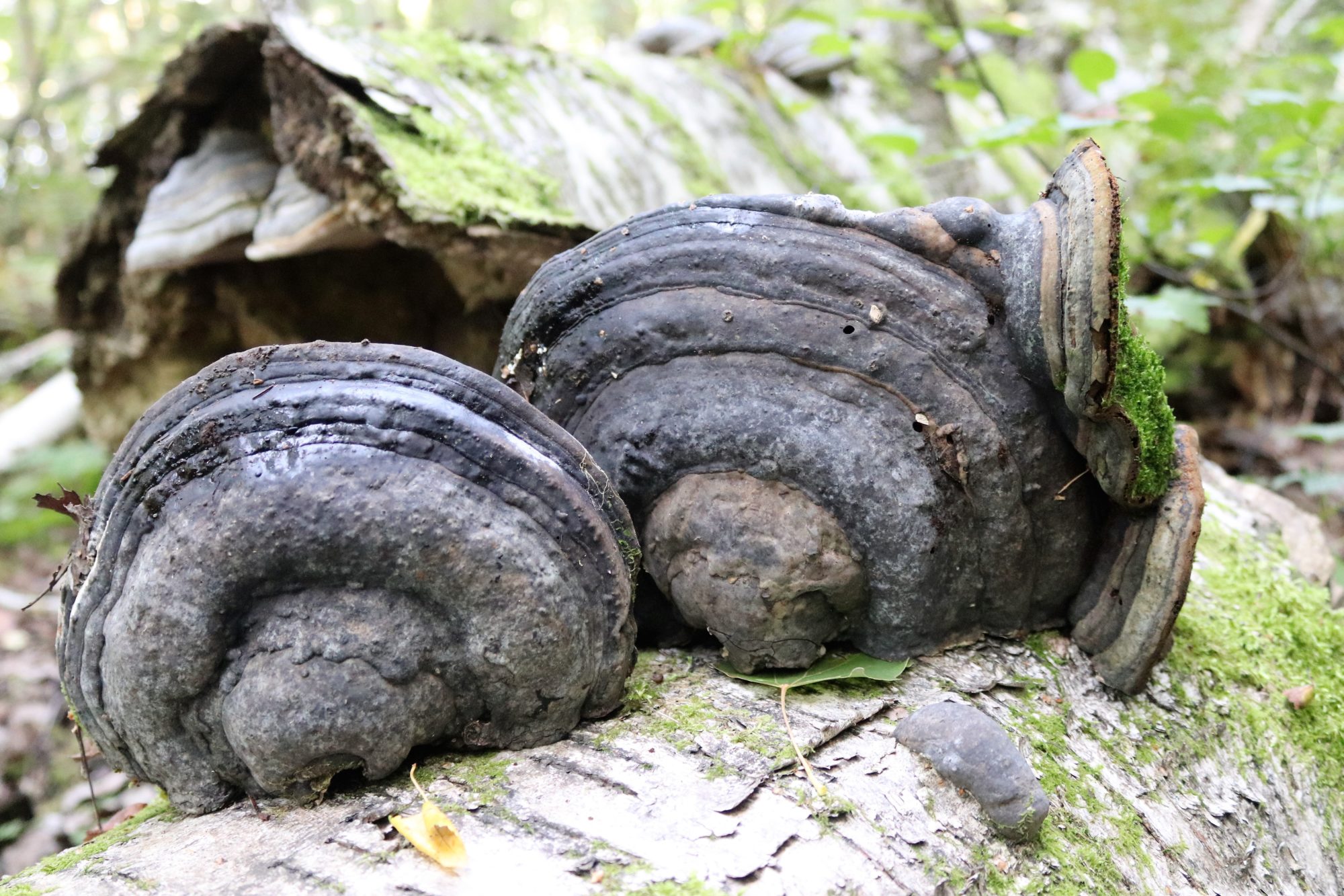 Valokuvaaja: Irja Lehtinen