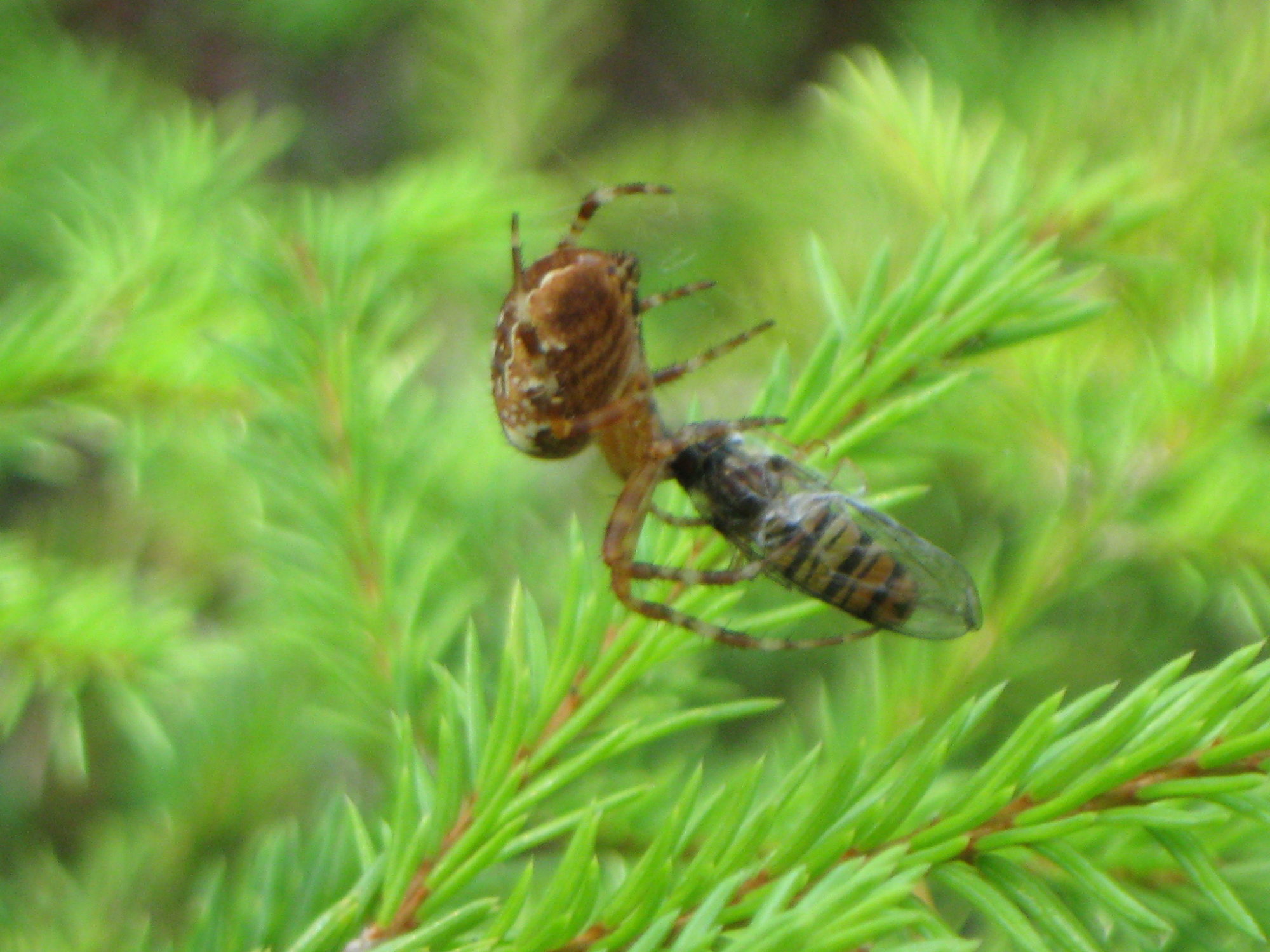 Valokuvaaja: Risto Kangassalo