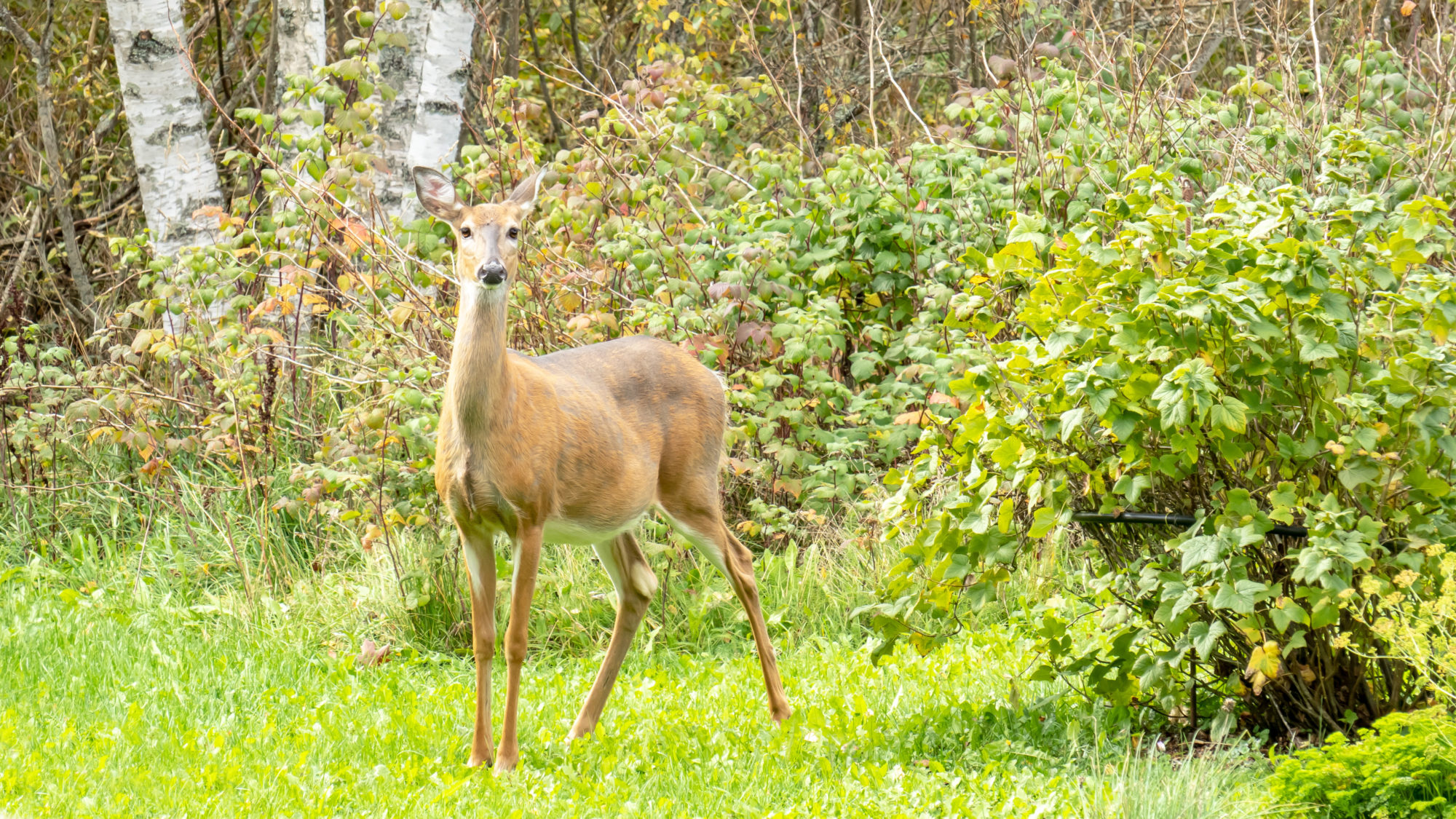 Valokuvaaja: Ari Tapaninen
