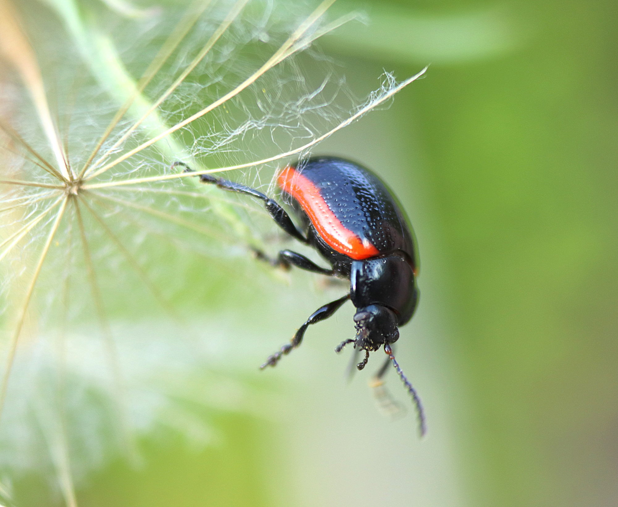 Valokuvaaja: Irja Lehtinen