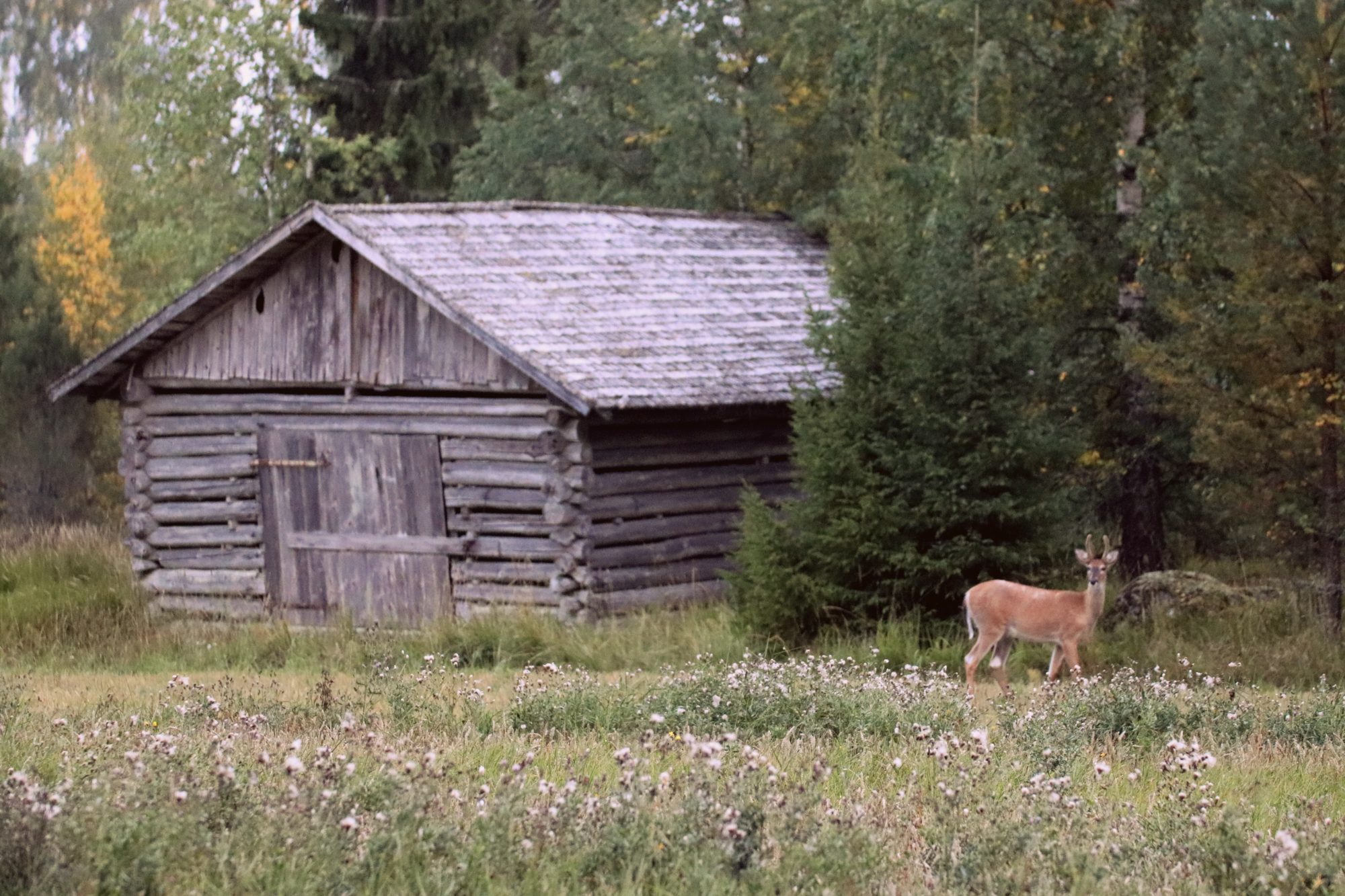 Valokuvaaja: Irja Lehtinen