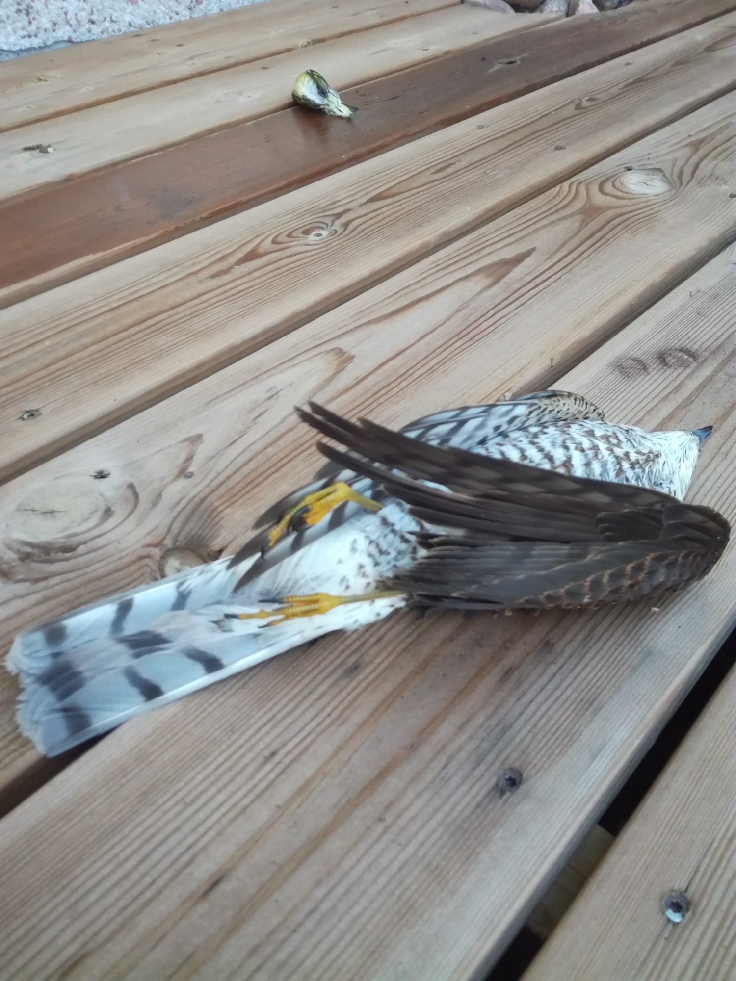 Valokuvaaja: Alisa Salmi