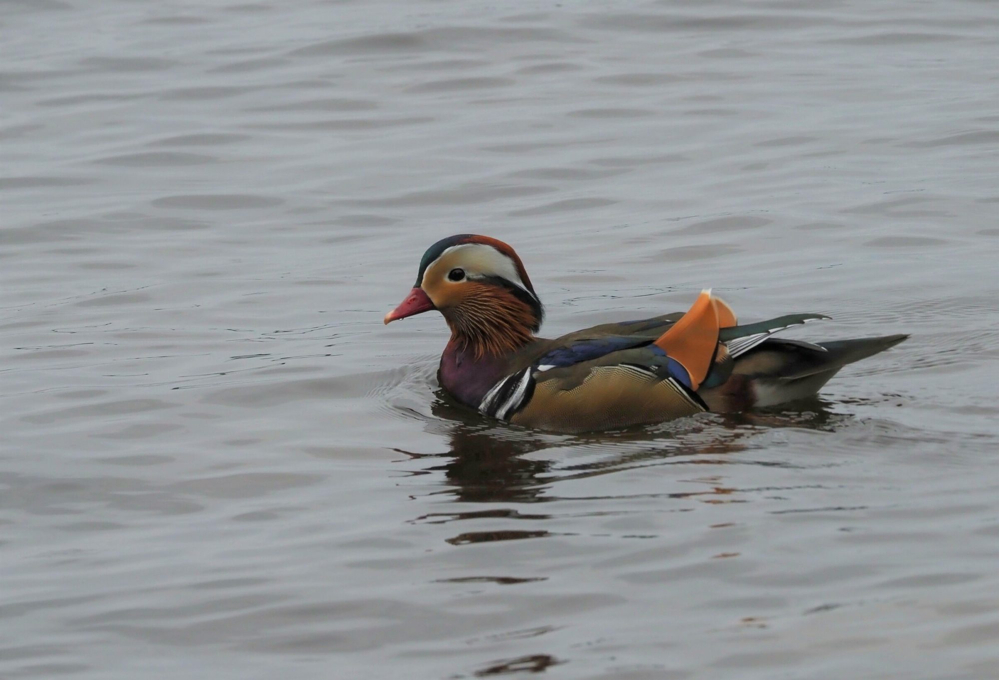 Valokuvaaja: Mikkola Irma