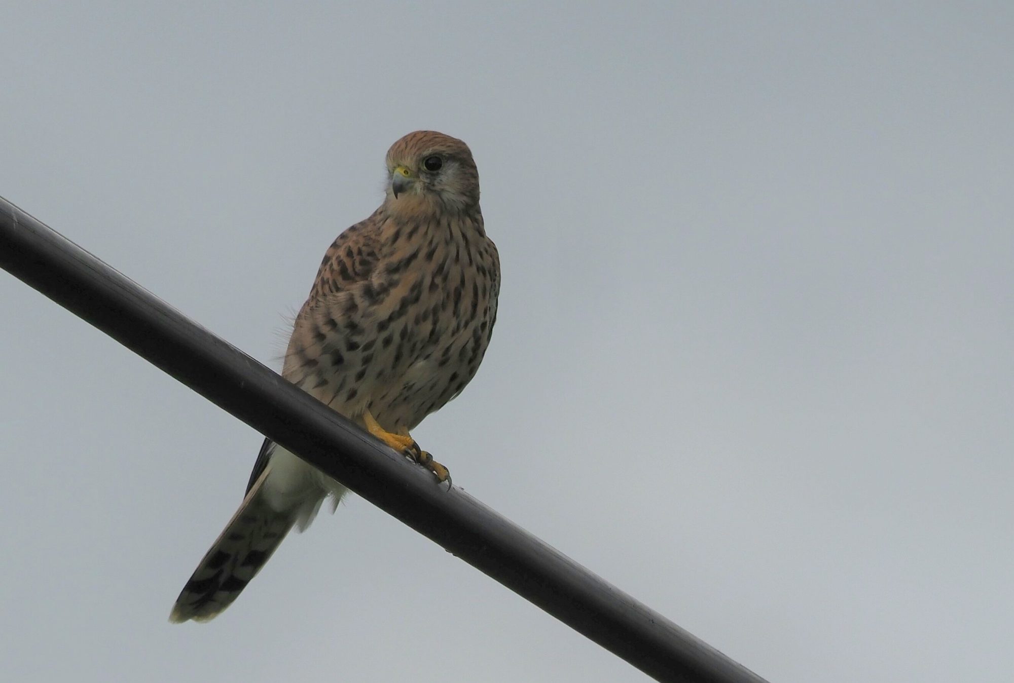 Valokuvaaja: Mikkola Irma
