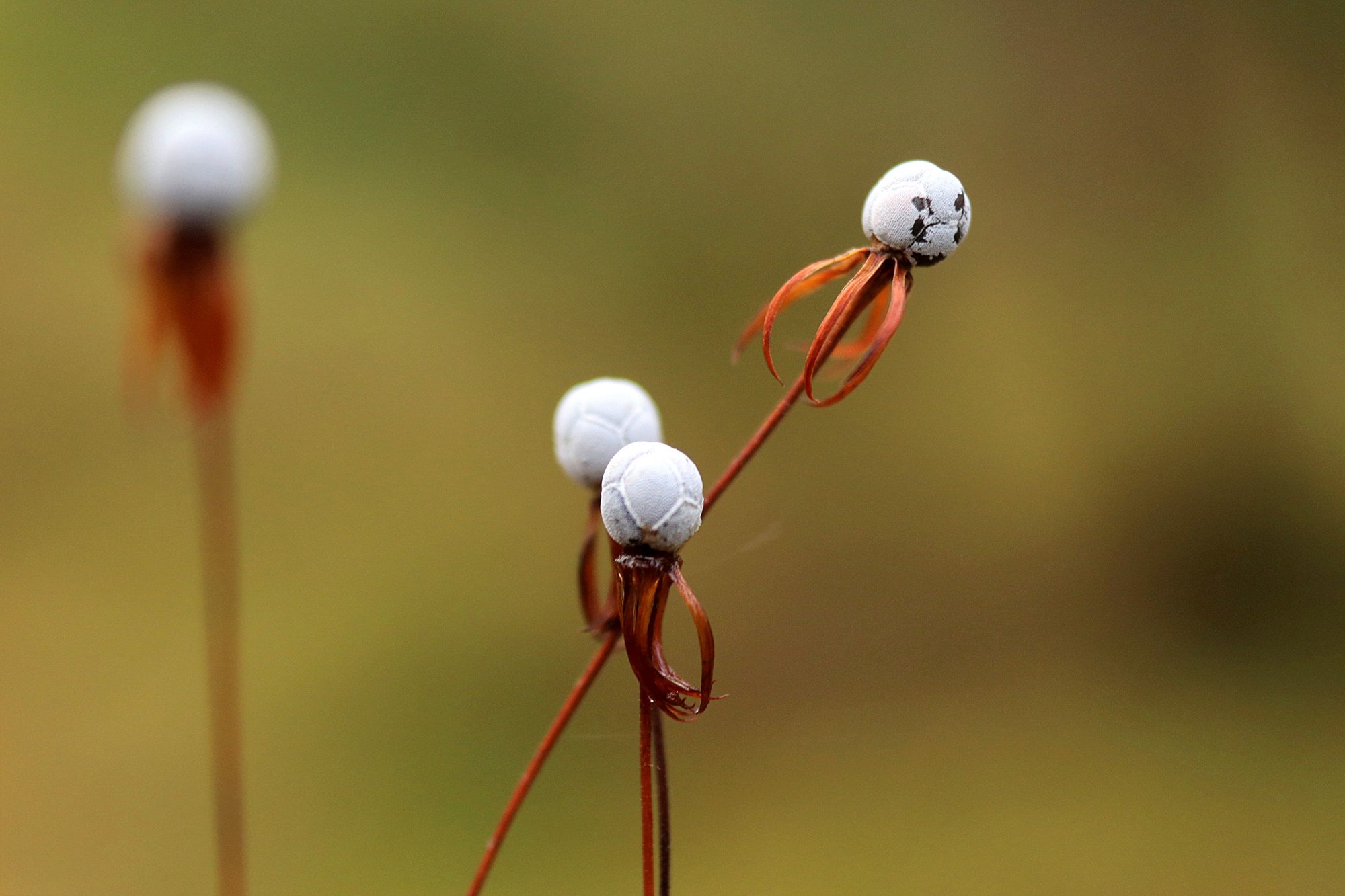 Valokuvaaja: Irja Lehtinen