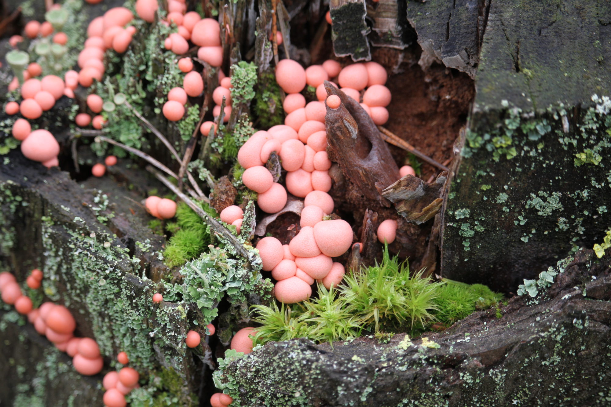 Valokuvaaja: Kirsi-Marja Joenpolvi