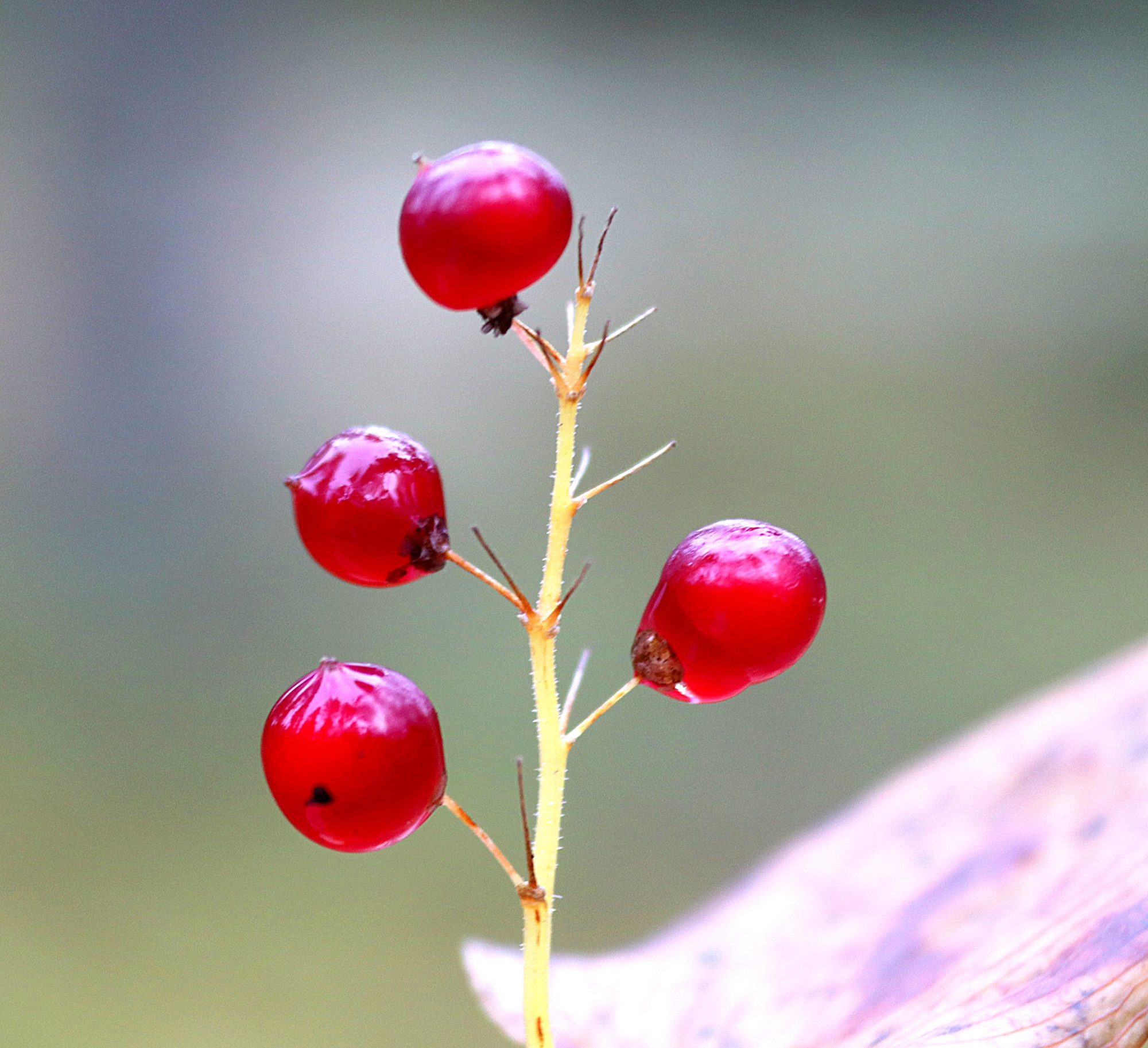Valokuvaaja: Irja Lehtinen
