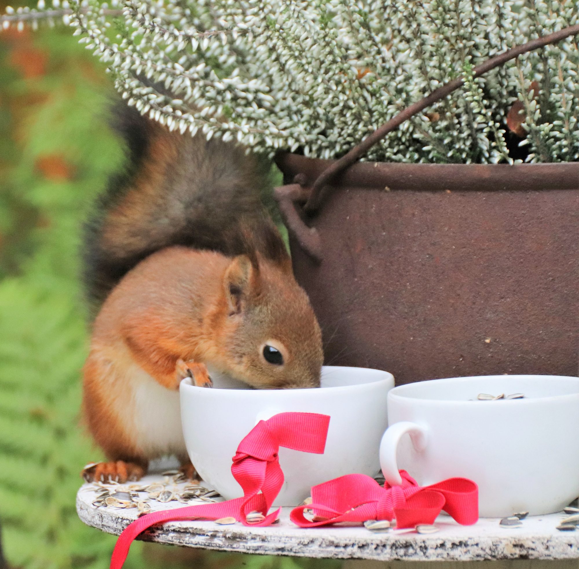 Valokuvaaja: Irja Lehtinen