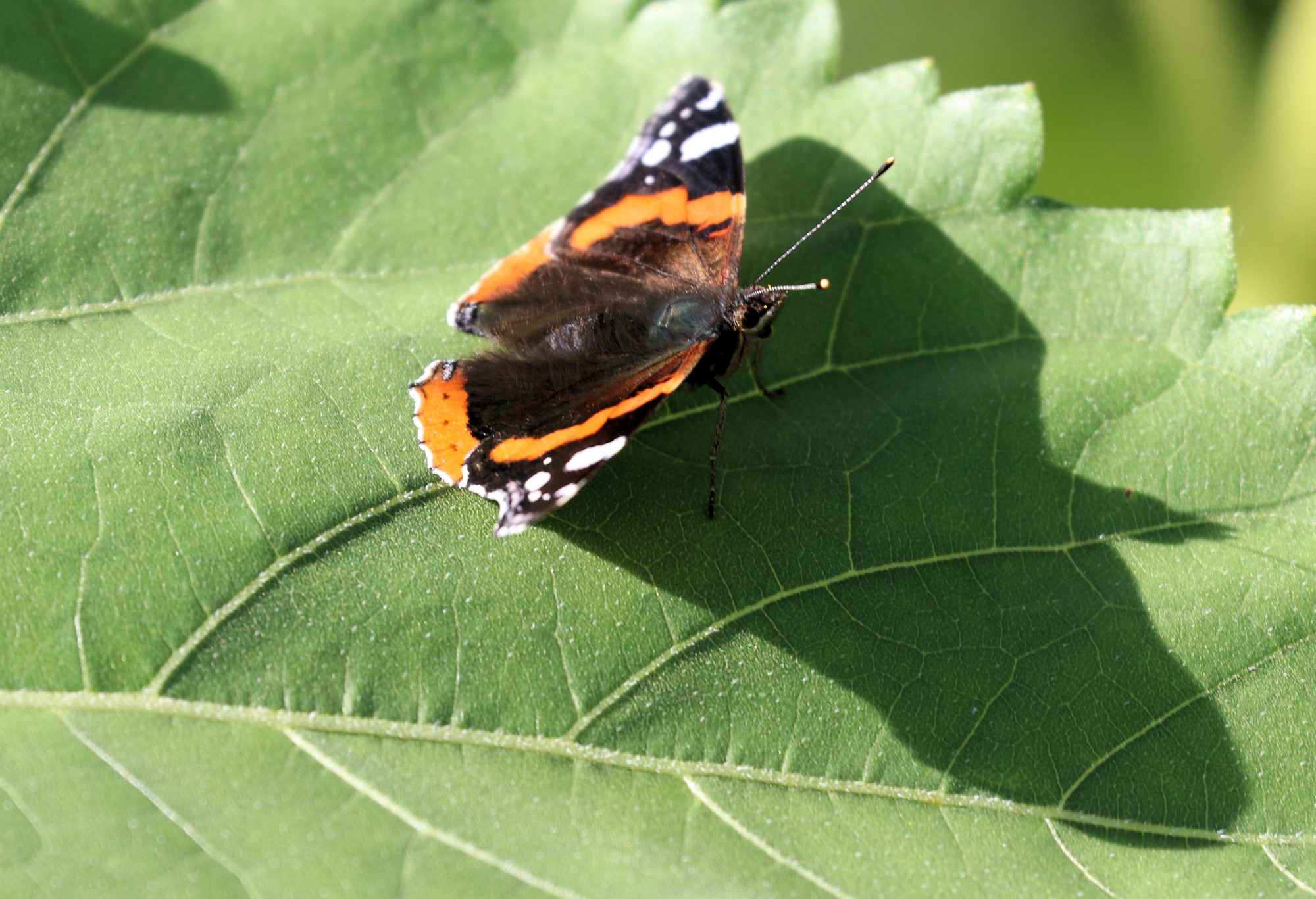 Valokuvaaja: Ahti Keränen