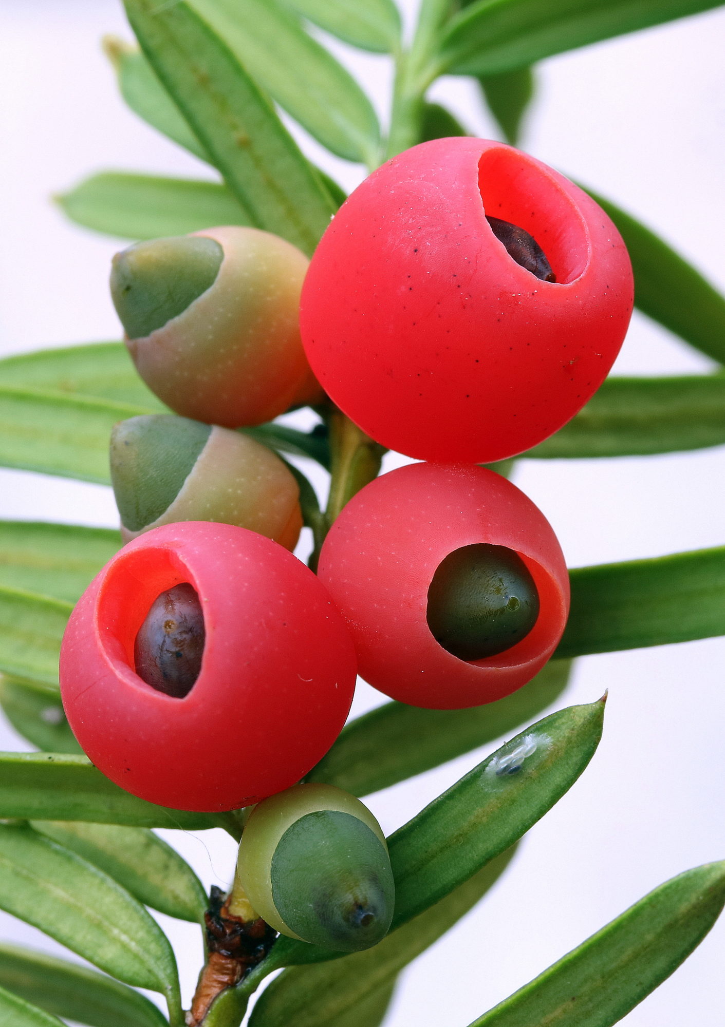 Valokuvaaja: hannu Rasiranta