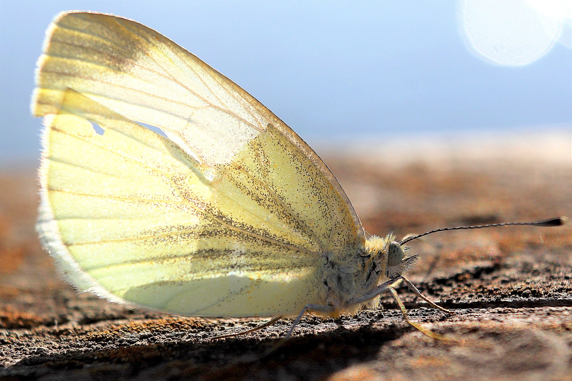 Valokuvaaja: Irja Lehtinen