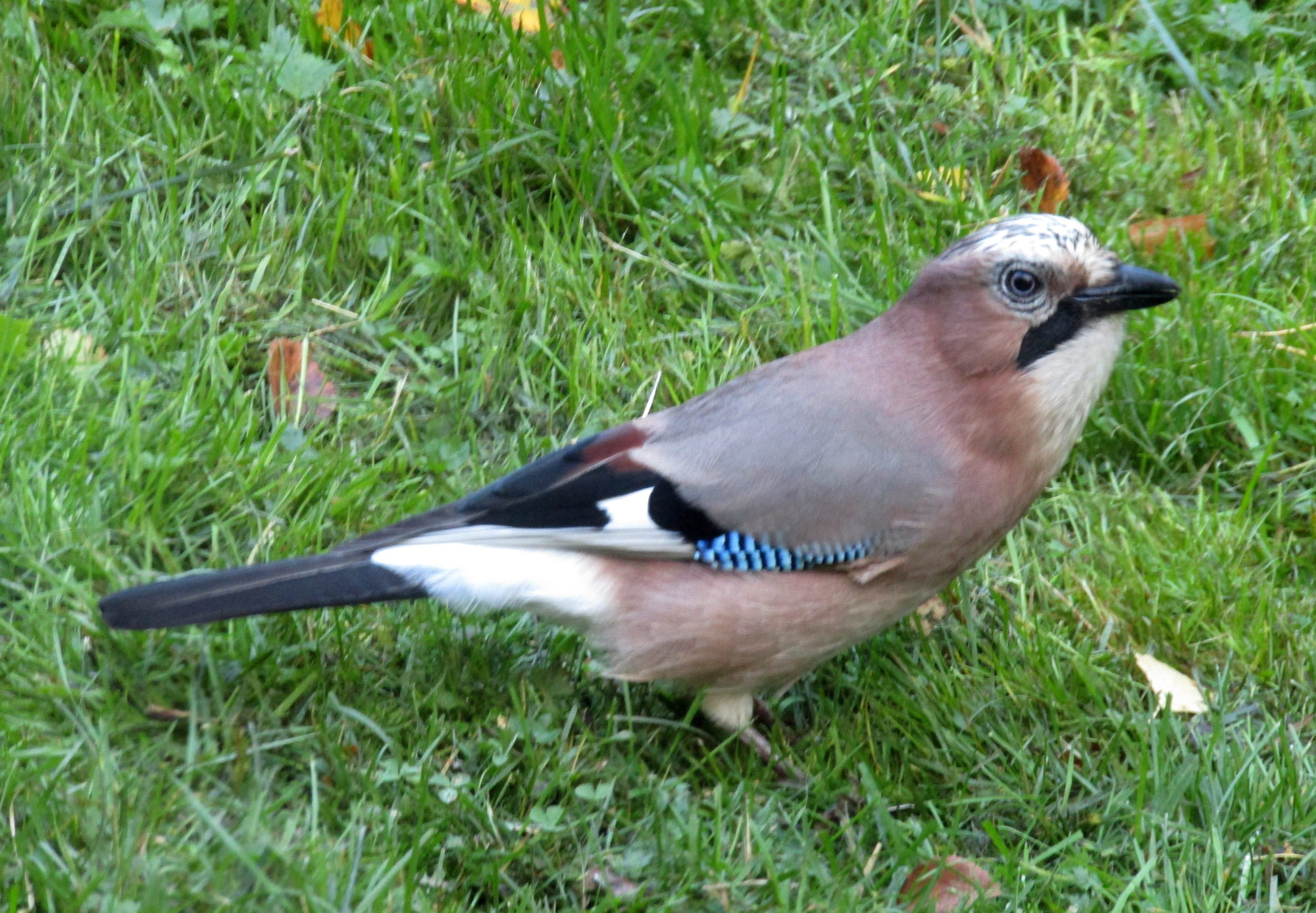 Valokuvaaja: Sirkka Ruotoistenmäki
