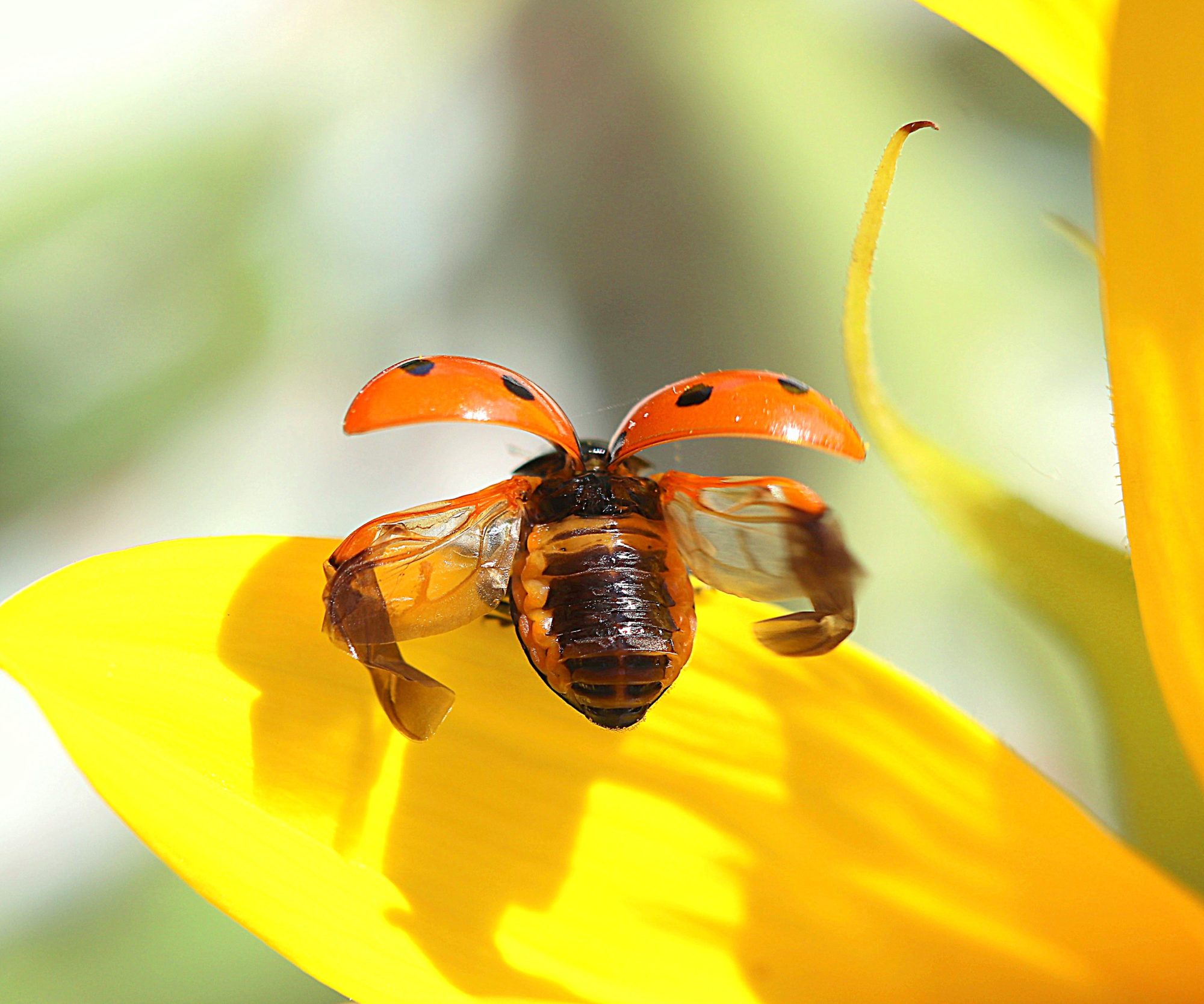 Valokuvaaja: Irja Lehtinen
