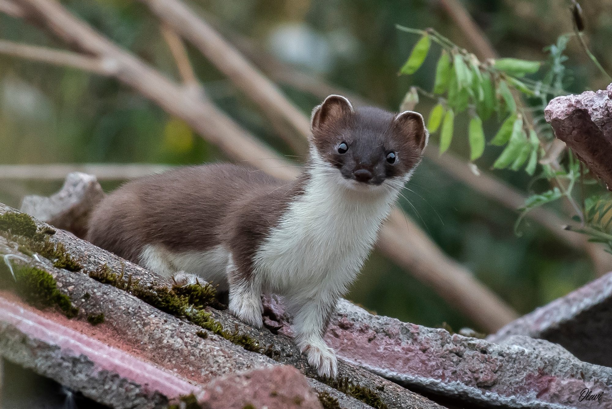 Valokuvaaja: Olavi Kangas Valokuvaaja: Olavi Kangas