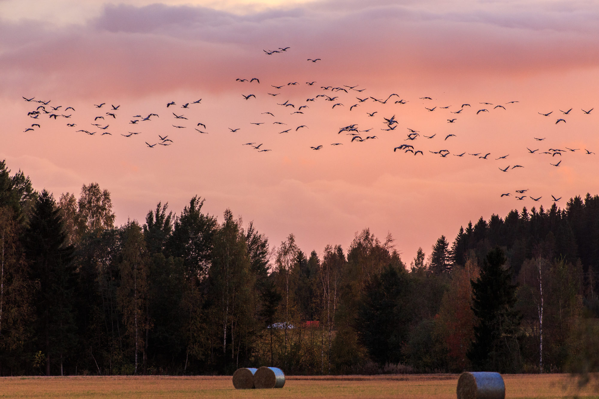 Valokuvaaja: Antti Toivanen