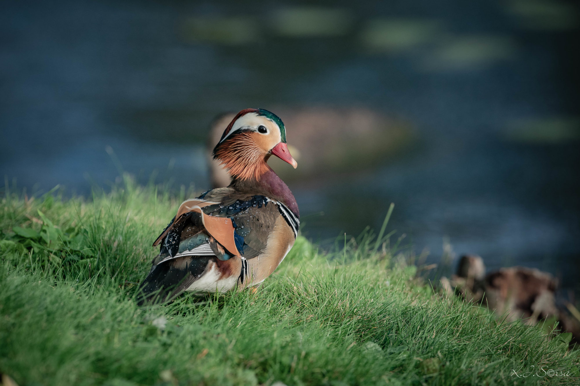 Valokuvaaja: Kyösti Sorsa
