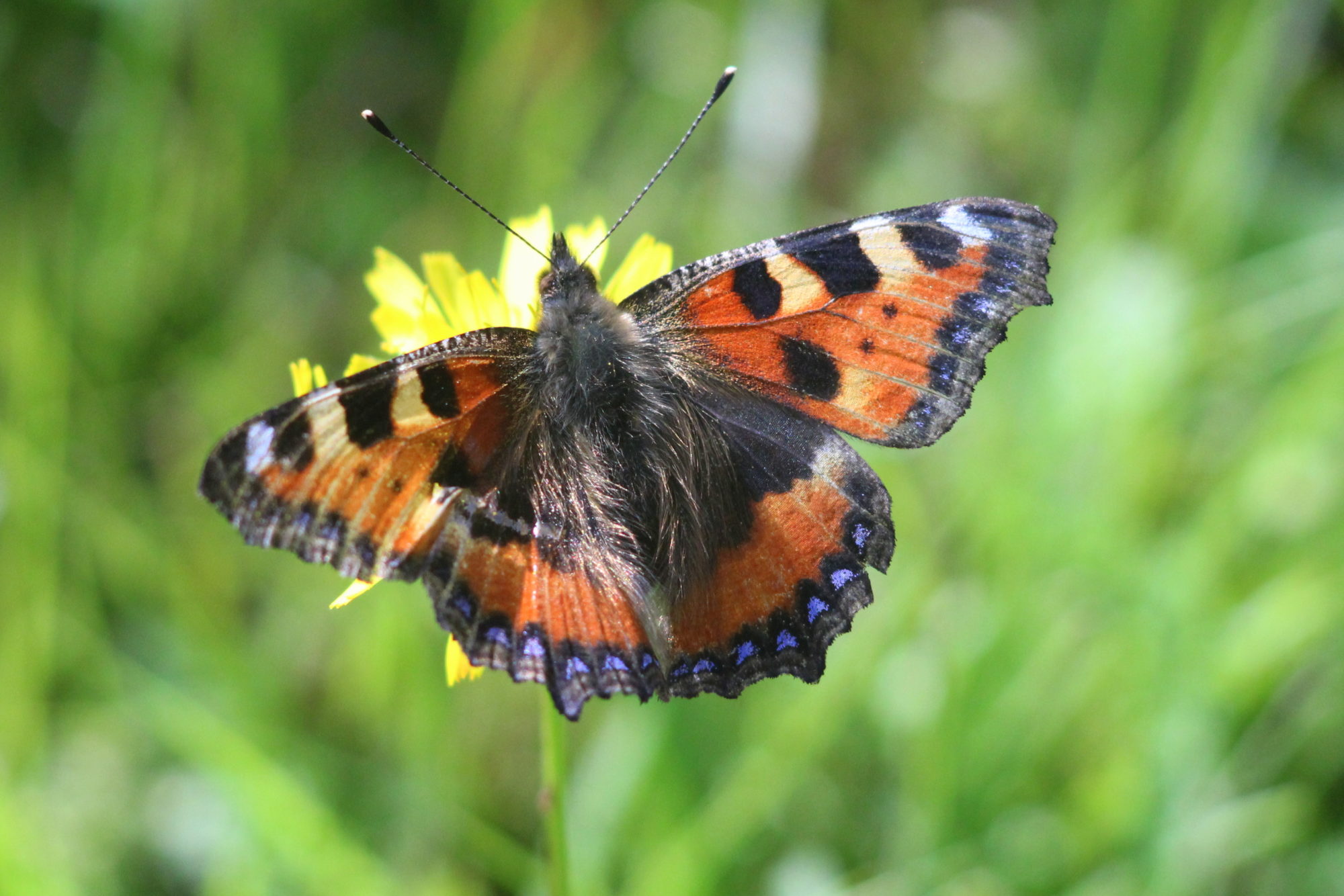 Valokuvaaja: Kaarlo Asikainen