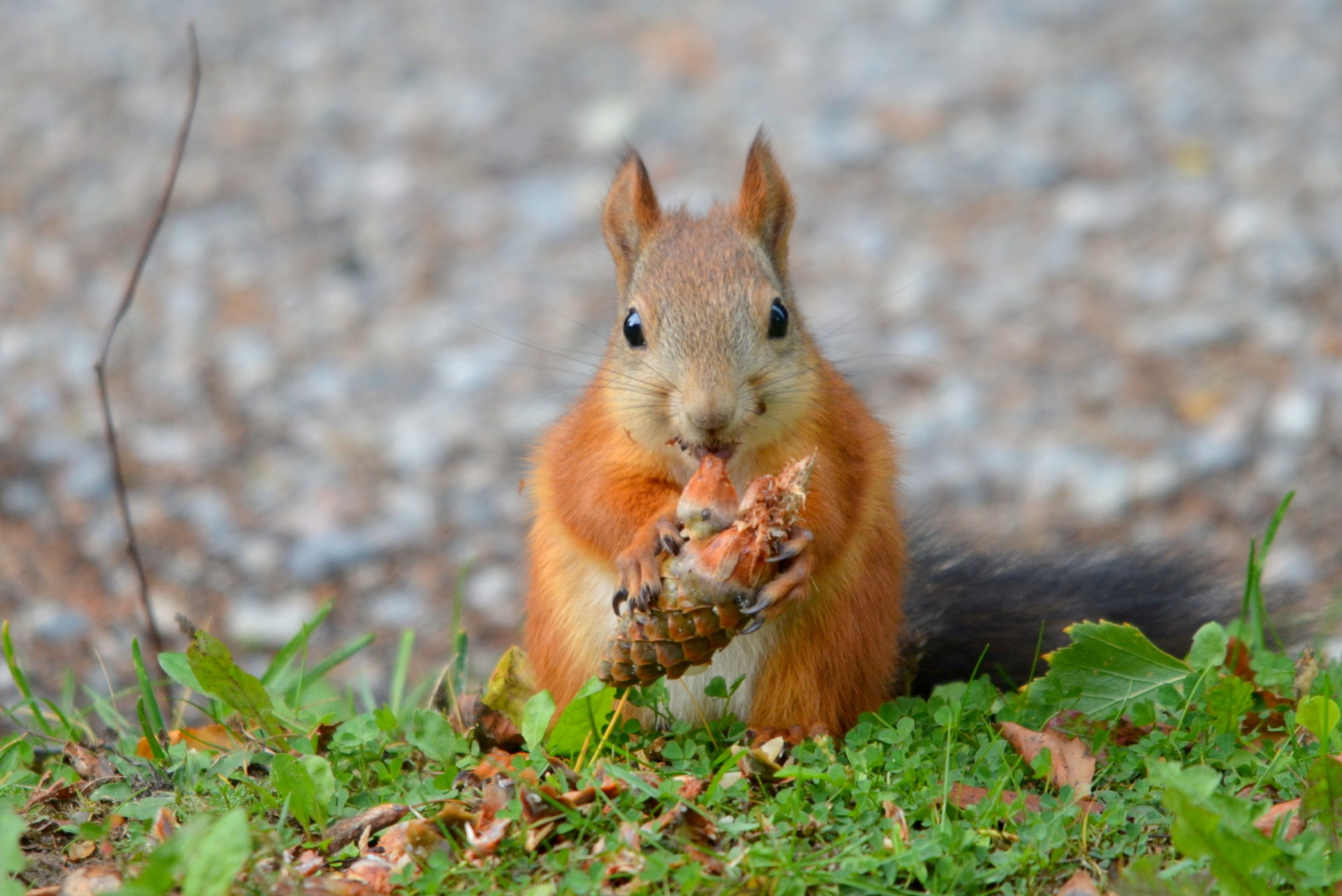 Valokuvaaja: Kaarlo Asikainen
