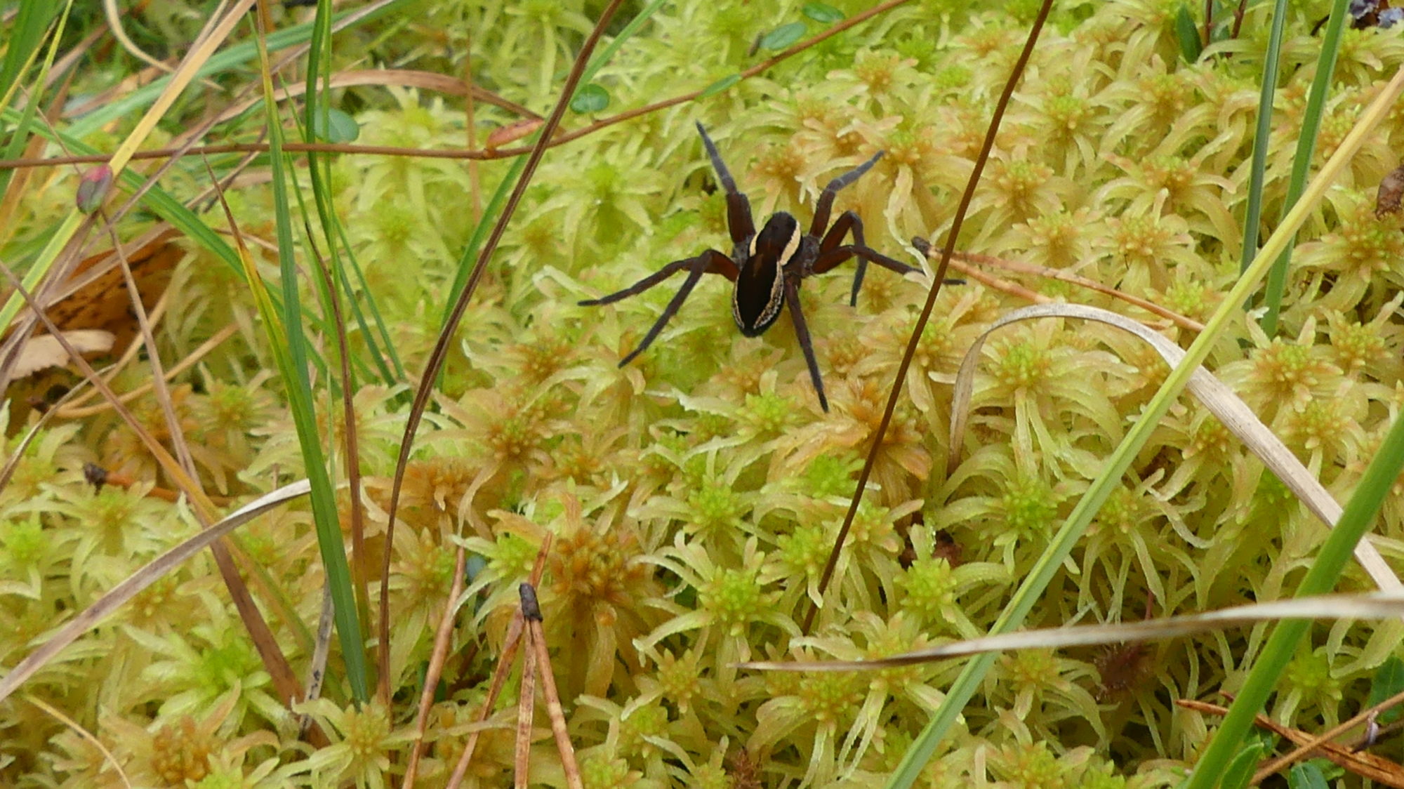Valokuvaaja: Valtonen Martti