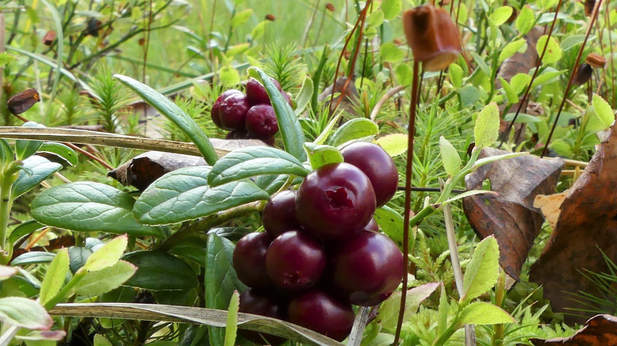 Valokuvaaja: Valtonen Martti