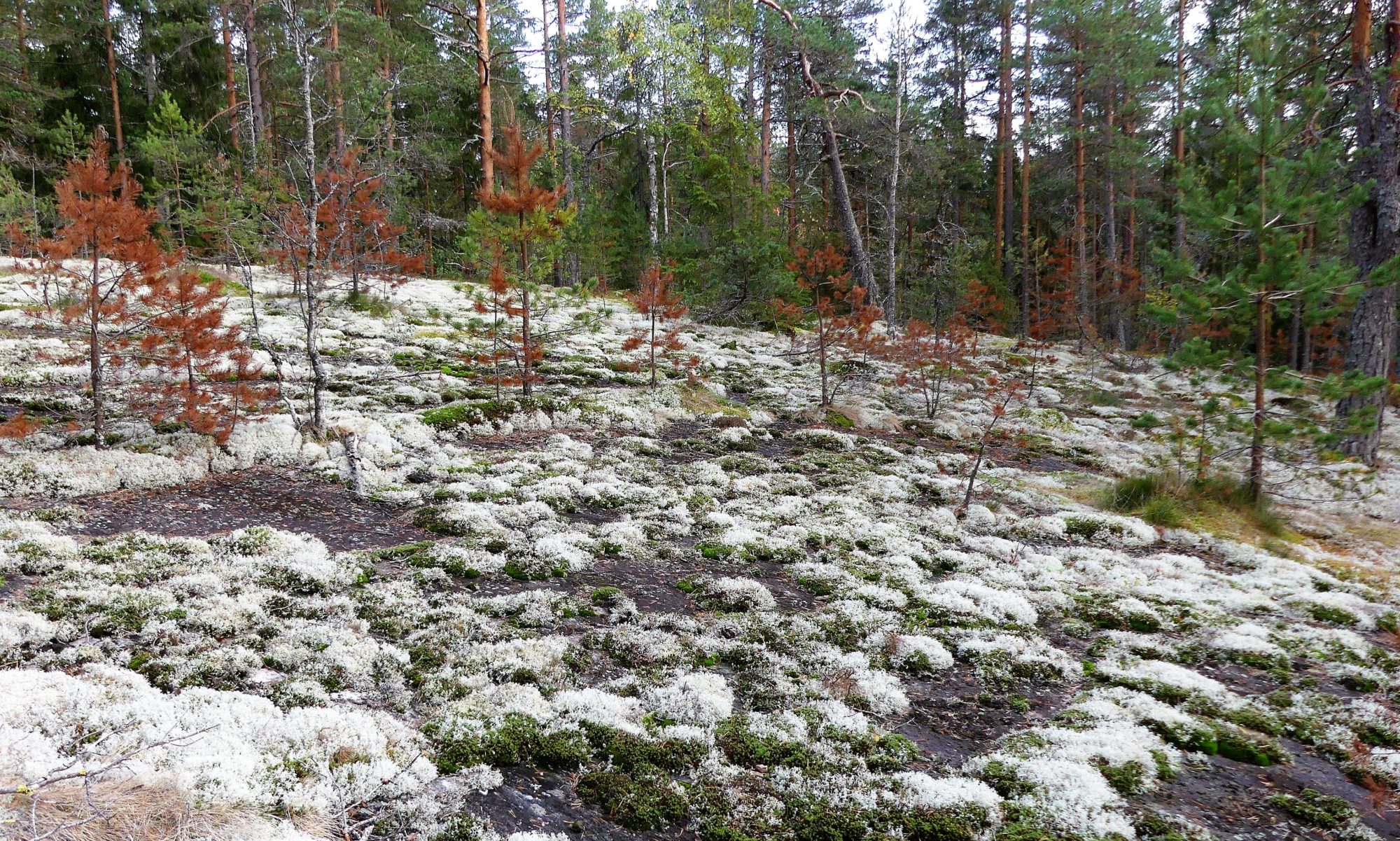 Valokuvaaja: Valtonen Martti Valokuvaaja: Valtonen Martti