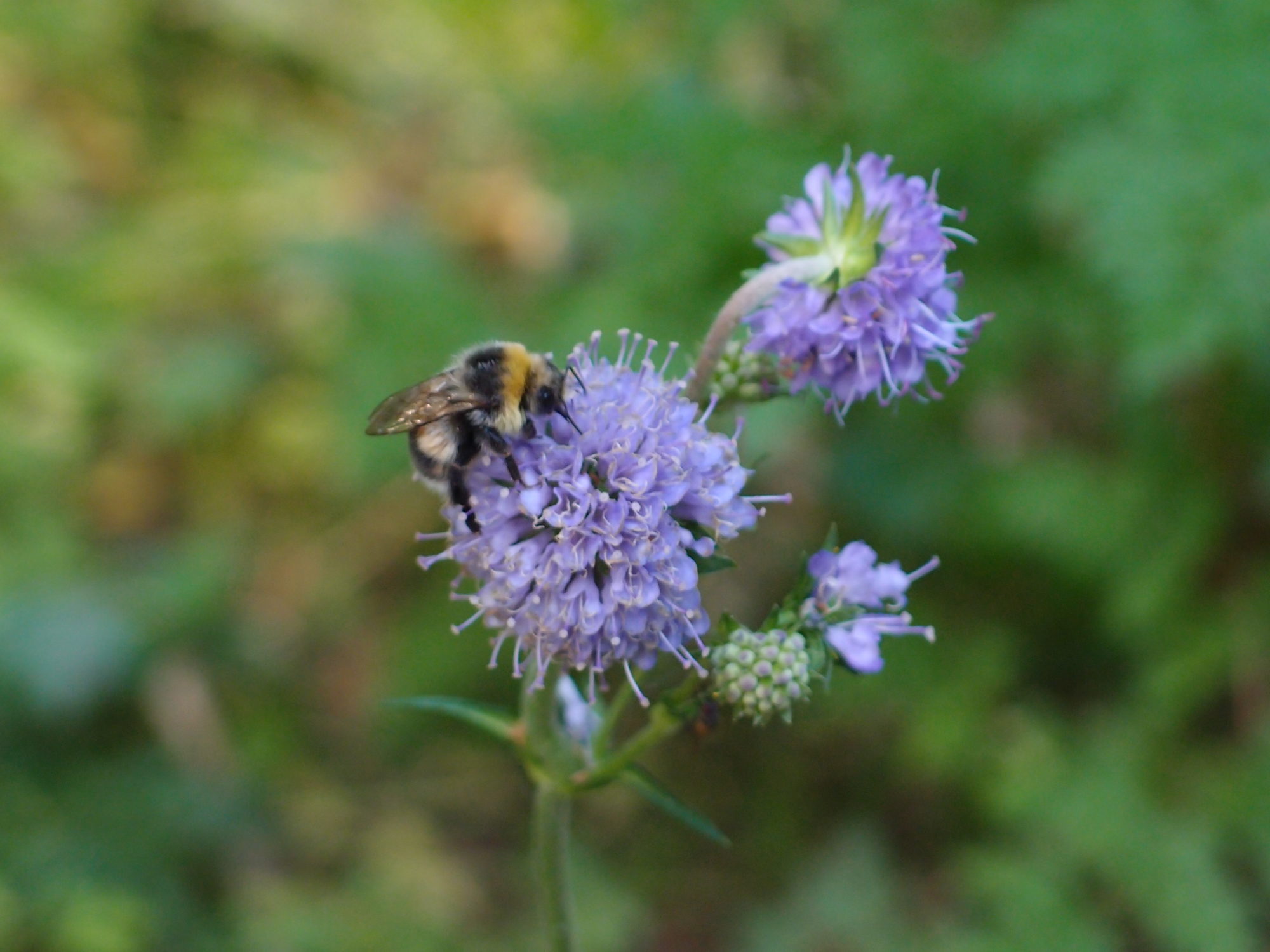 Valokuvaaja: Risto Kangassalo