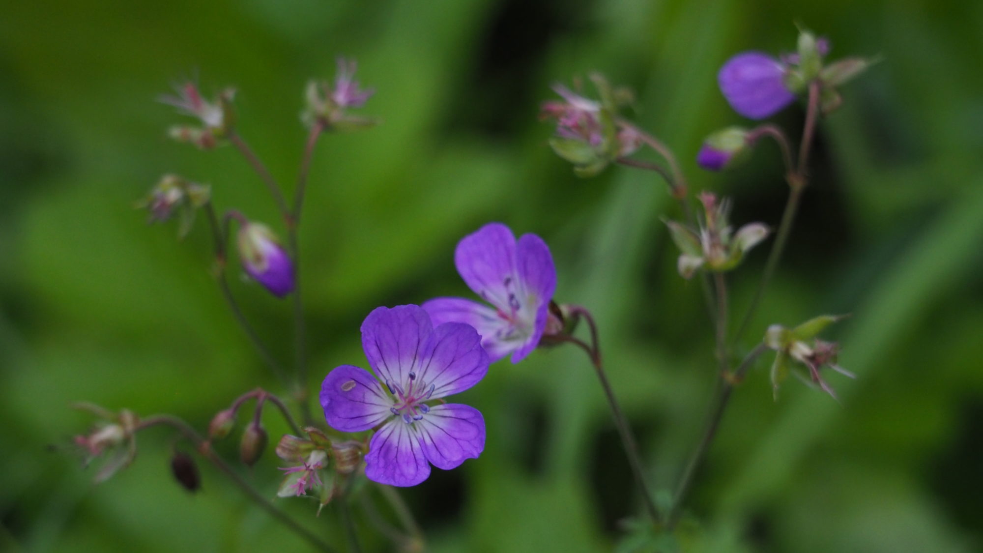 Valokuvaaja: Arja Valtonen Valokuvaaja: Arja Valtonen
