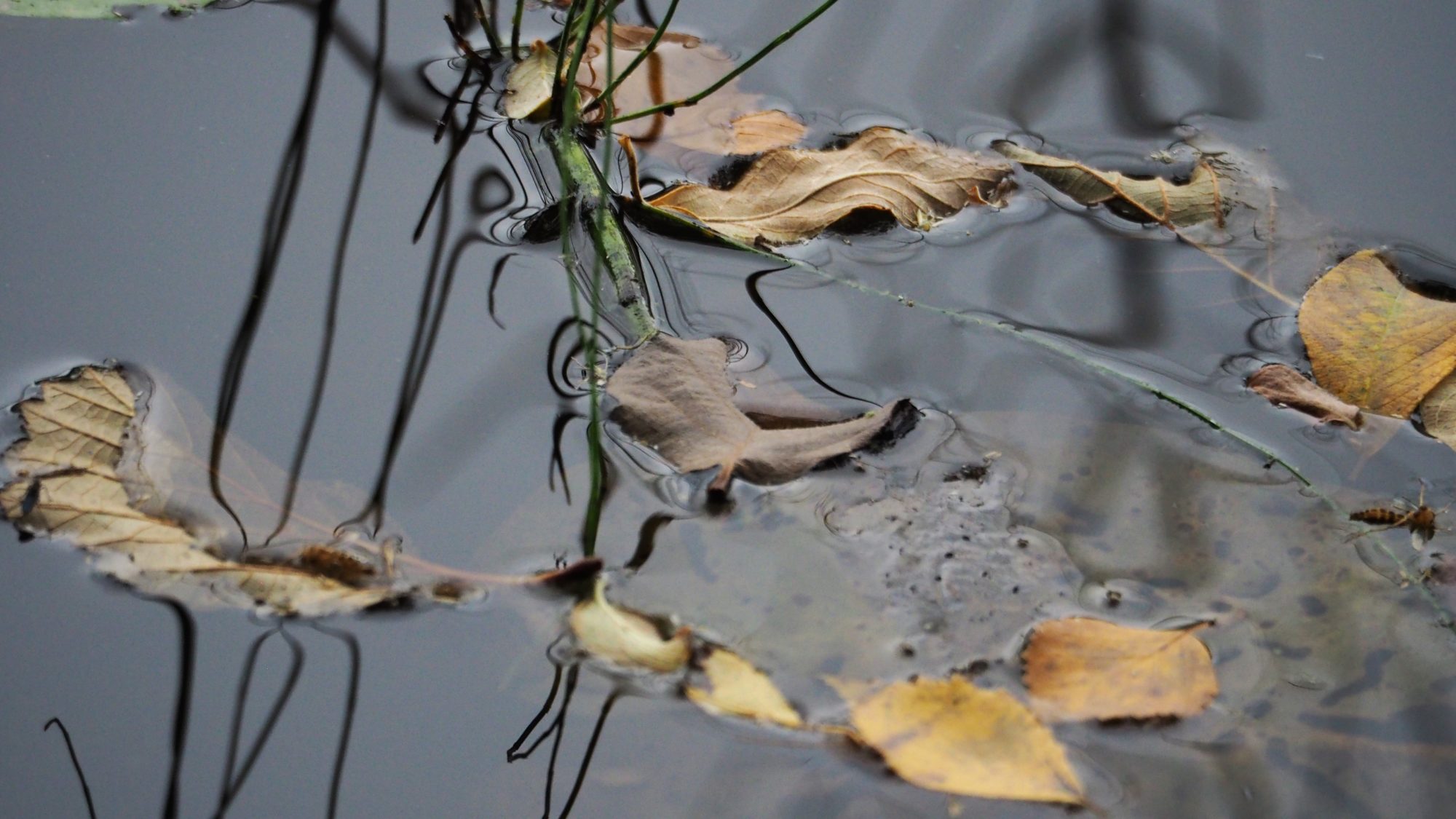 Valokuvaaja: Arja Valtonen