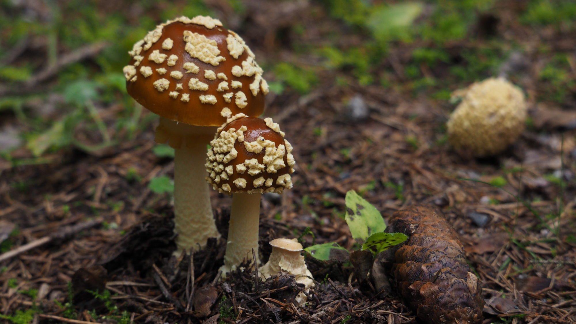 Valokuvaaja: Arja Valtonen Valokuvaaja: Arja Valtonen