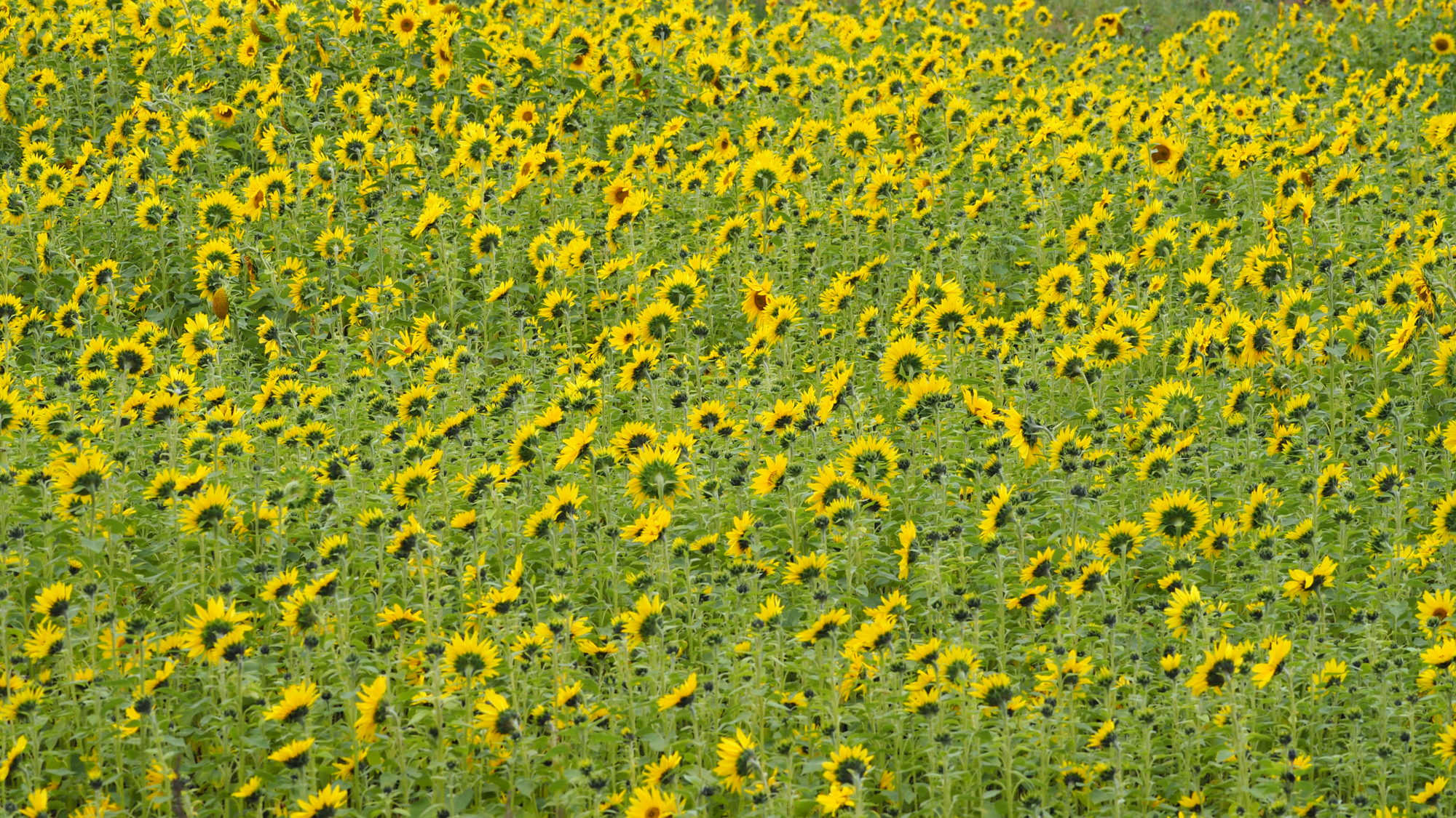 Valokuvaaja: Arja Valtonen Valokuvaaja: Arja Valtonen