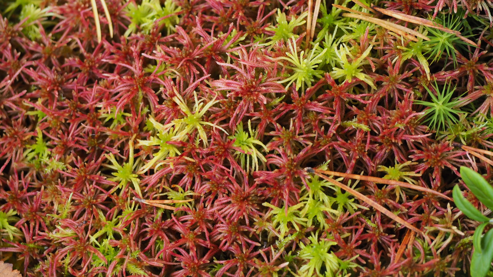 Valokuvaaja: Arja Valtonen