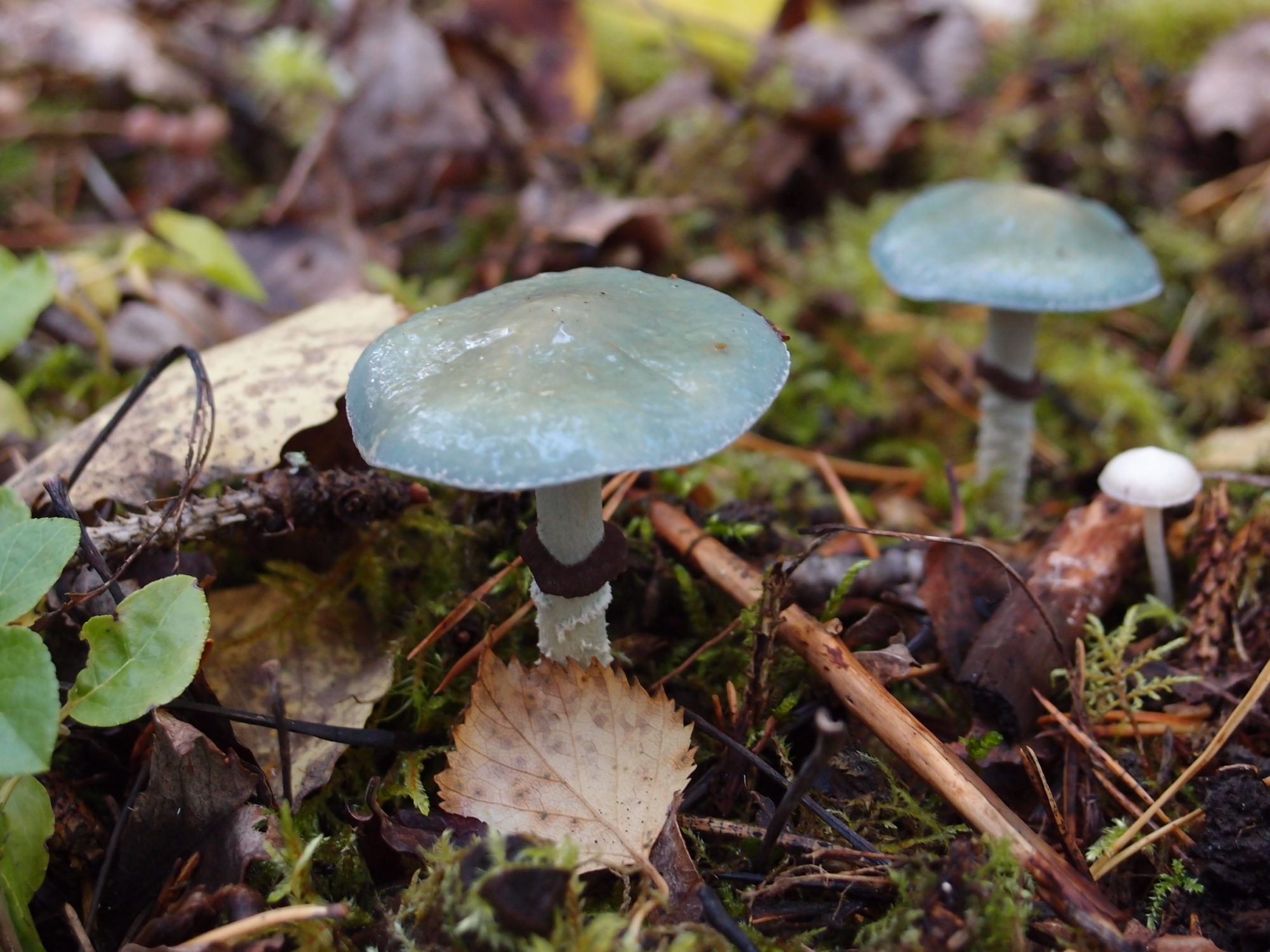 Valokuvaaja: Risto Kangassalo