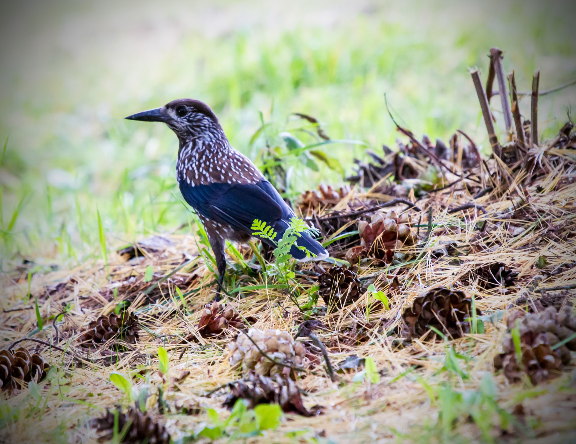 Valokuvaaja: Heikki Heinonen
