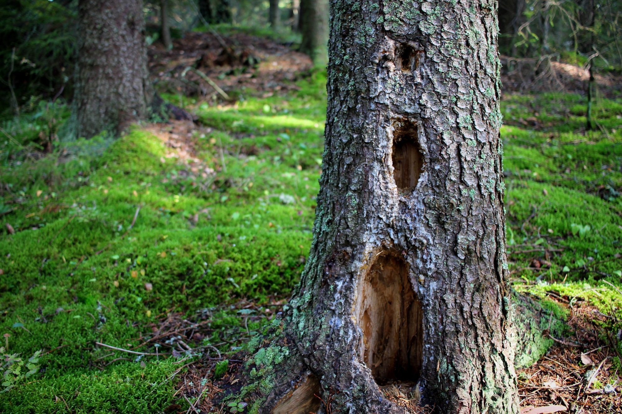 Valokuvaaja: Paula Savelius