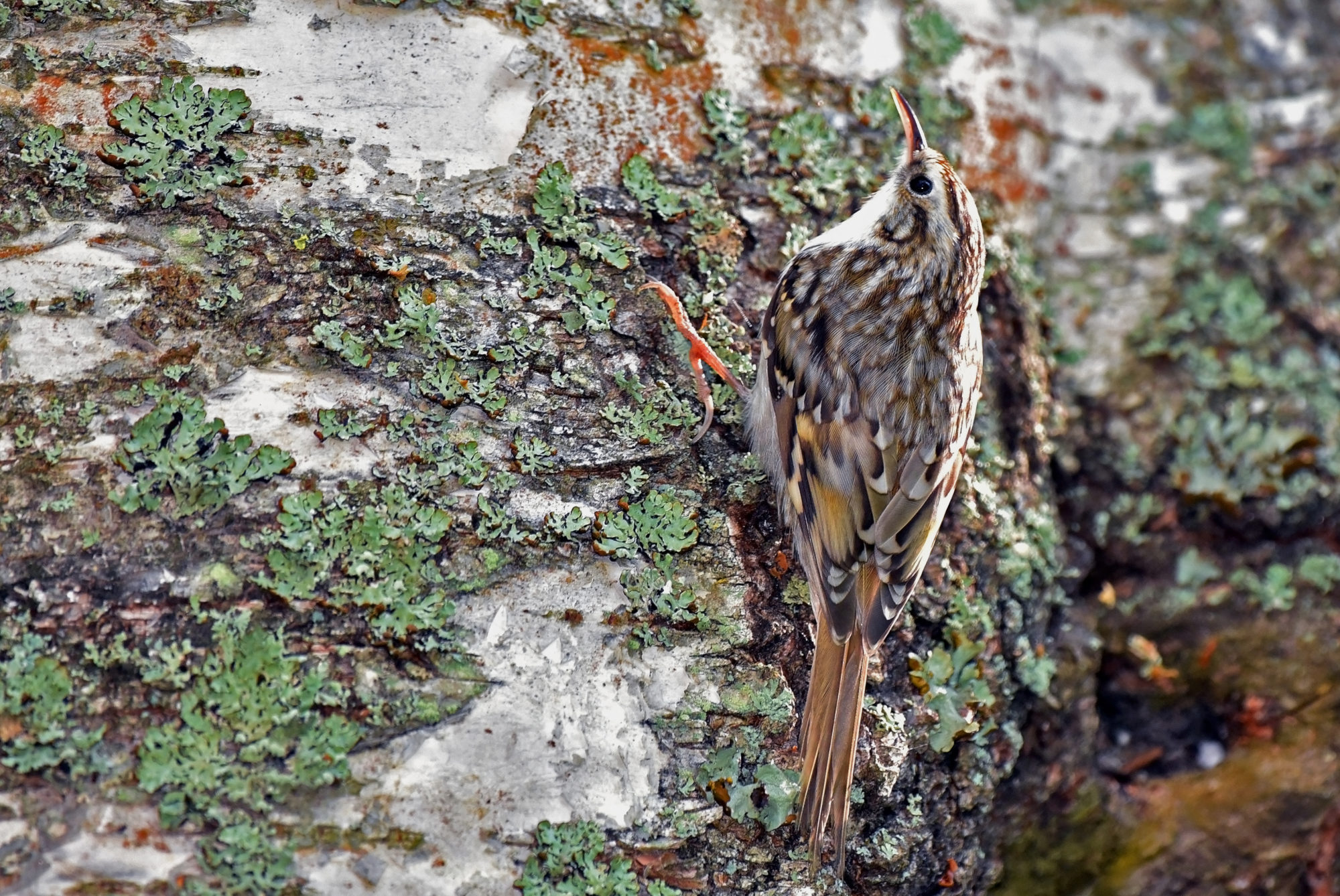Valokuvaaja: Esko Pihl Valokuvaaja: Esko Pihl