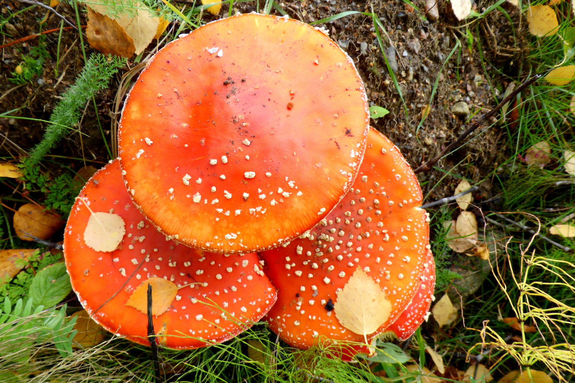 Valokuvaaja: Kaarlo Asikainen Valokuvaaja: Kaarlo Asikainen